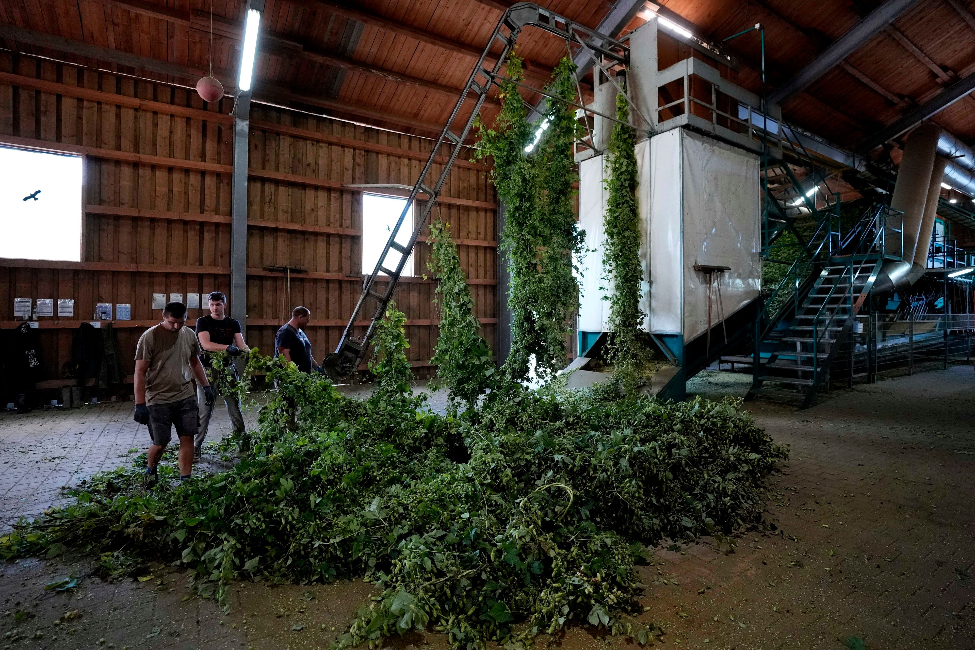 Seasonal workers prepare to process hops in Huell near Wolnzach, Germany, Thursday, Sept. 19, 2024. (AP Photo/Matthias Schrader)