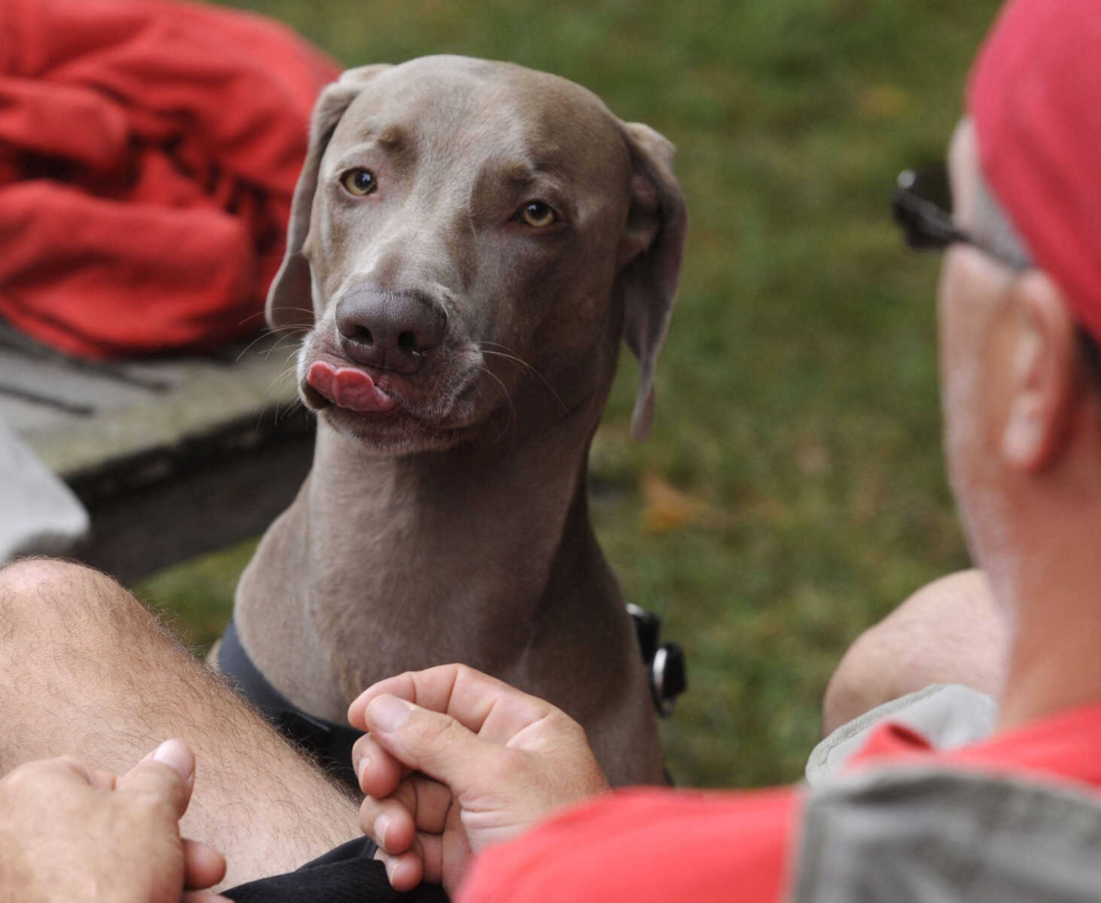 A canine wiffle ball fan at Sherwood Yards.