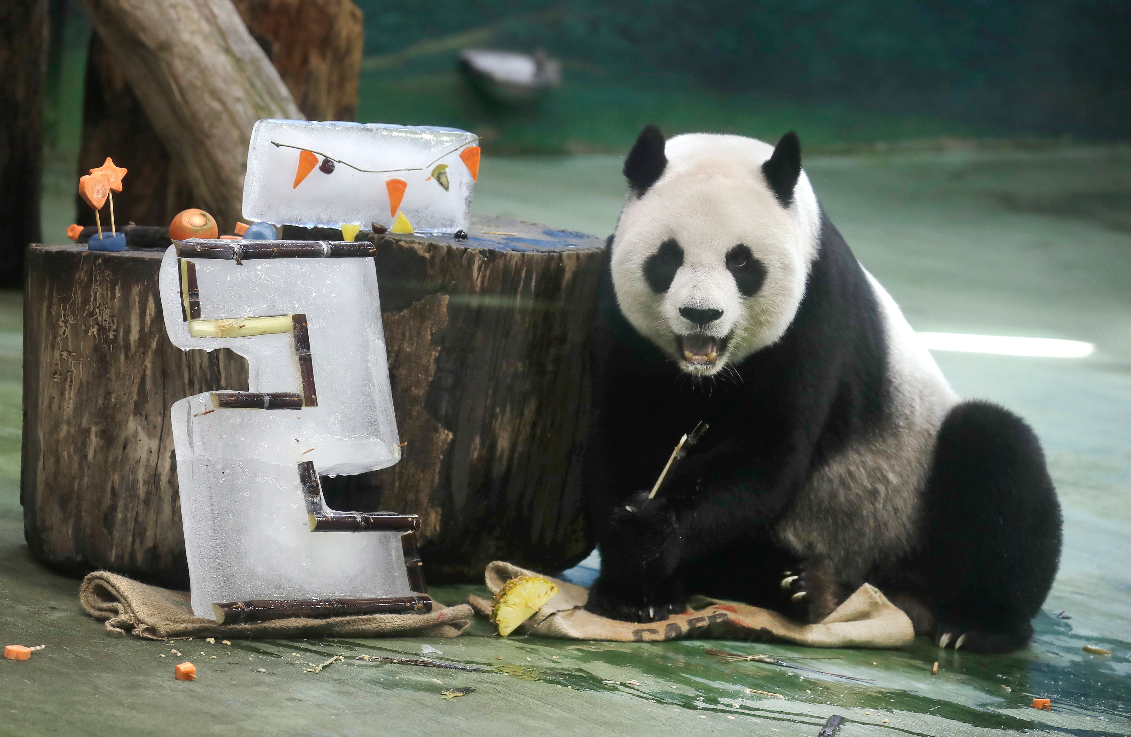 Panda Yuanyuan eats her birthday cake for her 20 years old at the Taipei Zoo in Taipei, Taiwan, Friday, Aug. 30, 2024. Yuanyuan was a gift from China to mark warming ties with Taiwan in 2008. (AP Photo/Chiang Ying-ying)