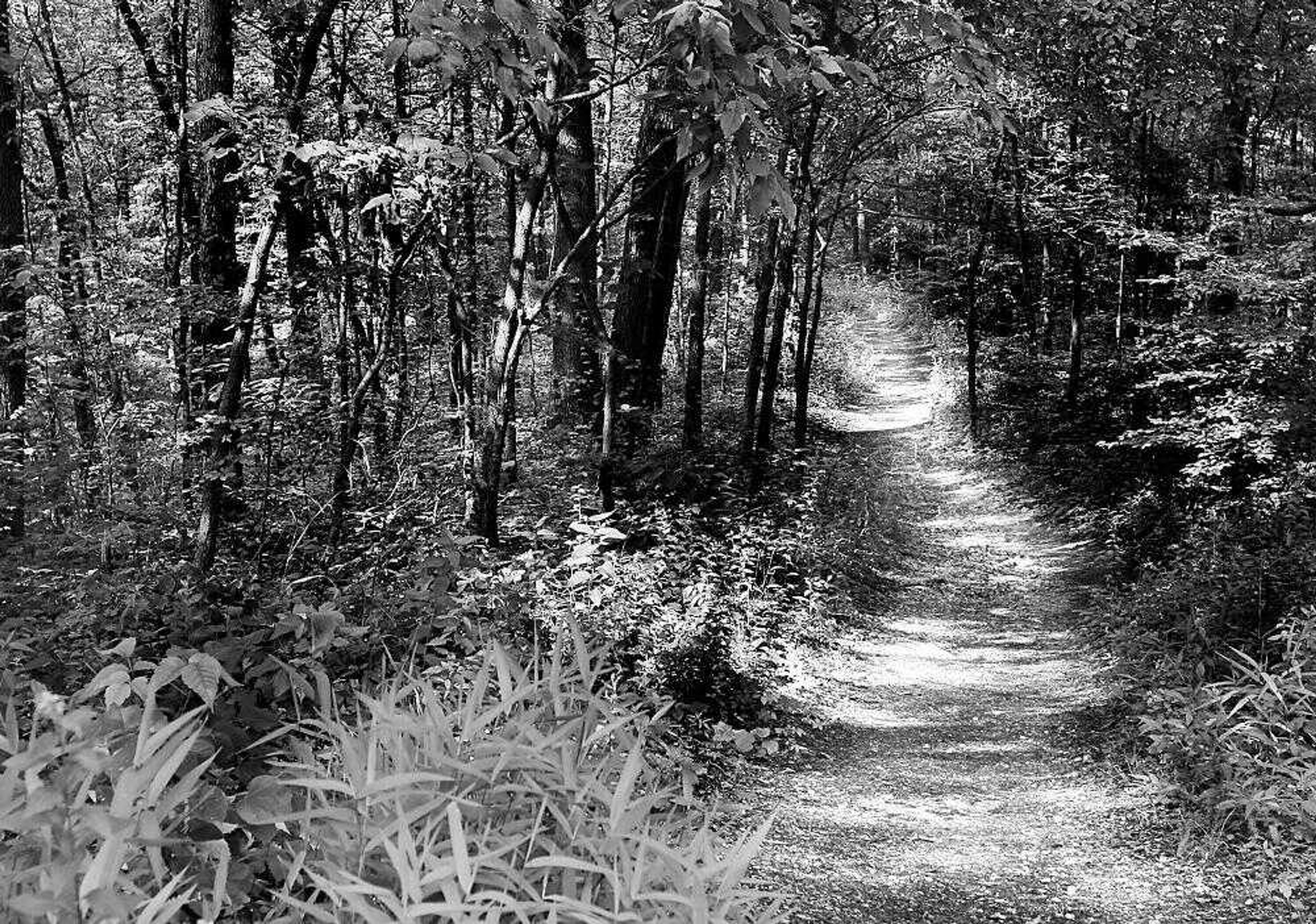 Shafts of light hit the Peewah Trail that winds through the Indian Creek Wild Area at Trail of Tears State Park. The 1,300-acre area has been protected since 1964 when the Federal Wilderness Act was signed. (Aaron Eisenhauer ~ aeisenhauer@semissourian.com)