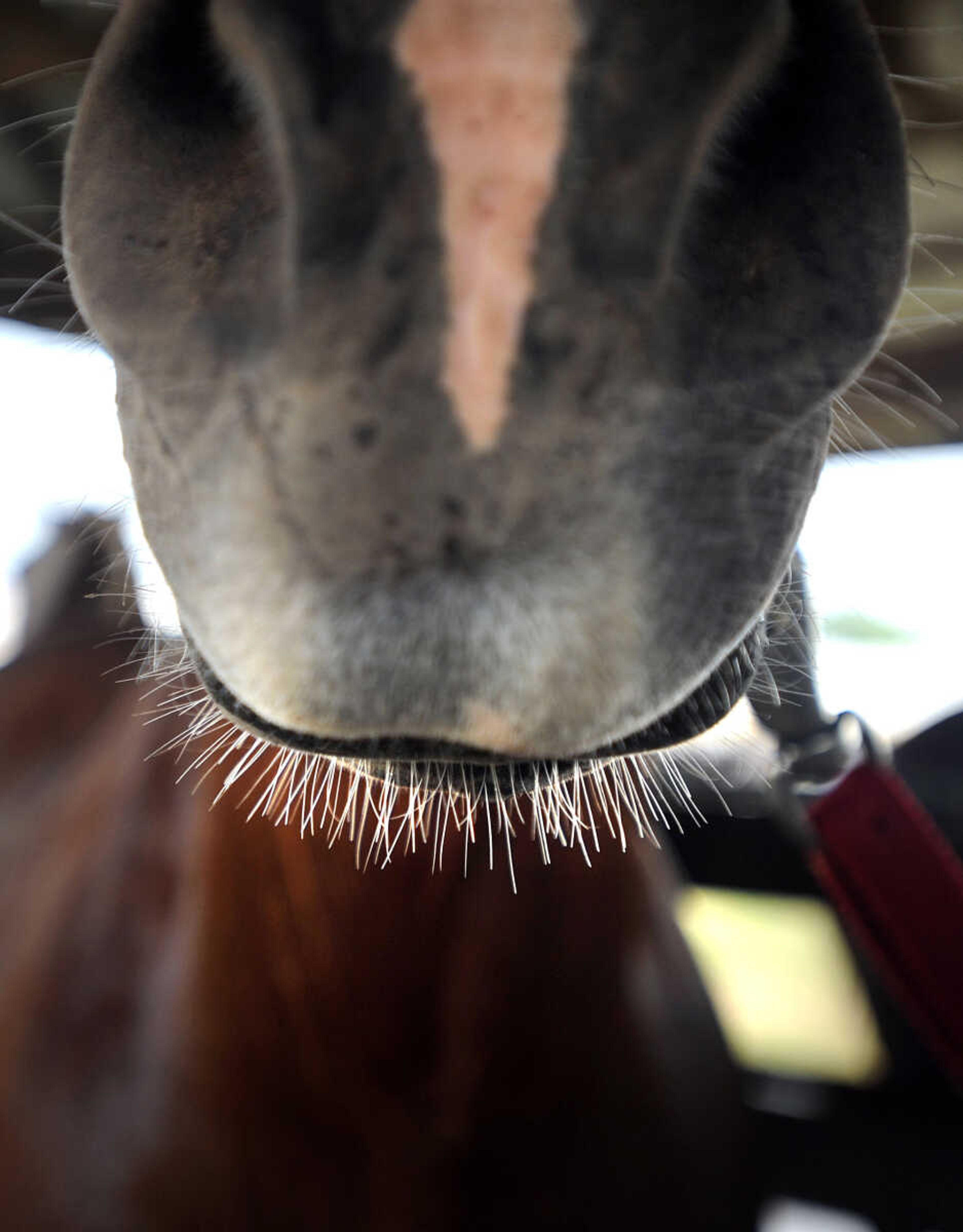 LAURA SIMON ~ lsimon@semissourian.com

Whiskers of a Halflinger, Thursday, Sept. 12, 2013, at the SEMO District Fair.