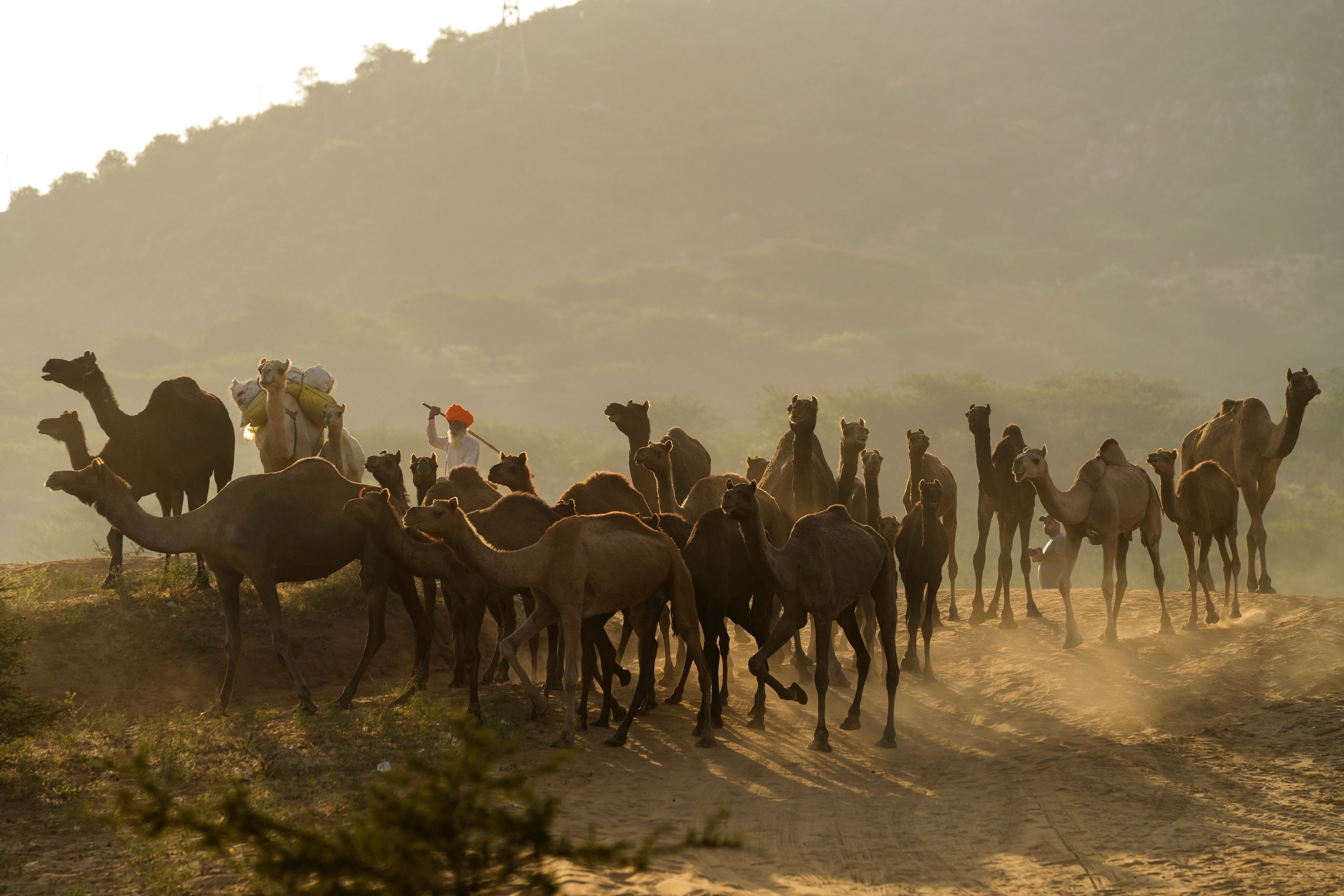 A herder brings his camels back from grazing at a camel fair in Pushkar, in the northwestern Indian state of Rajasthan, Monday, Nov. 4, 2024. (AP Photo/Deepak Sharma)