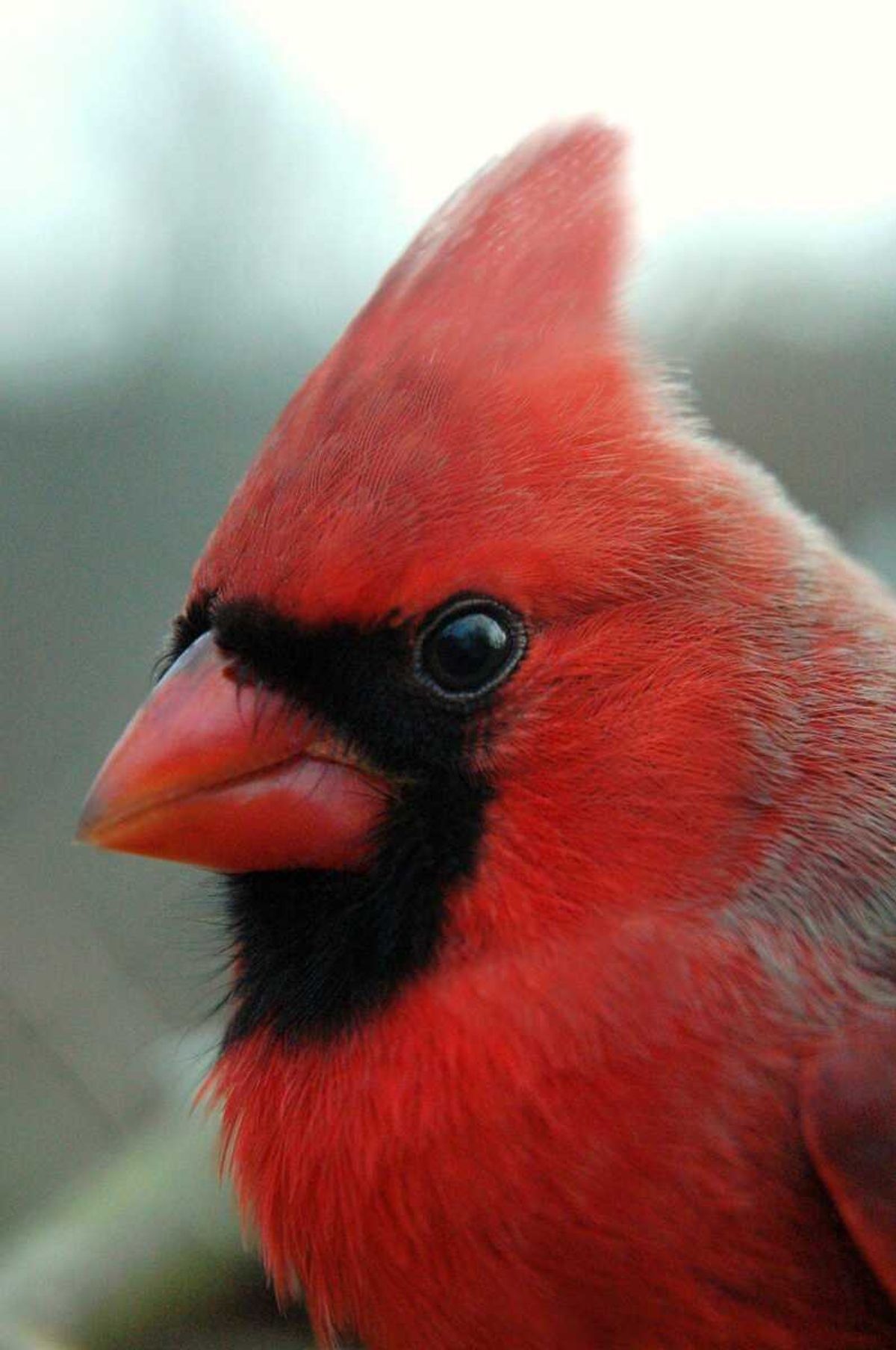 Northern cardinal has black eyes