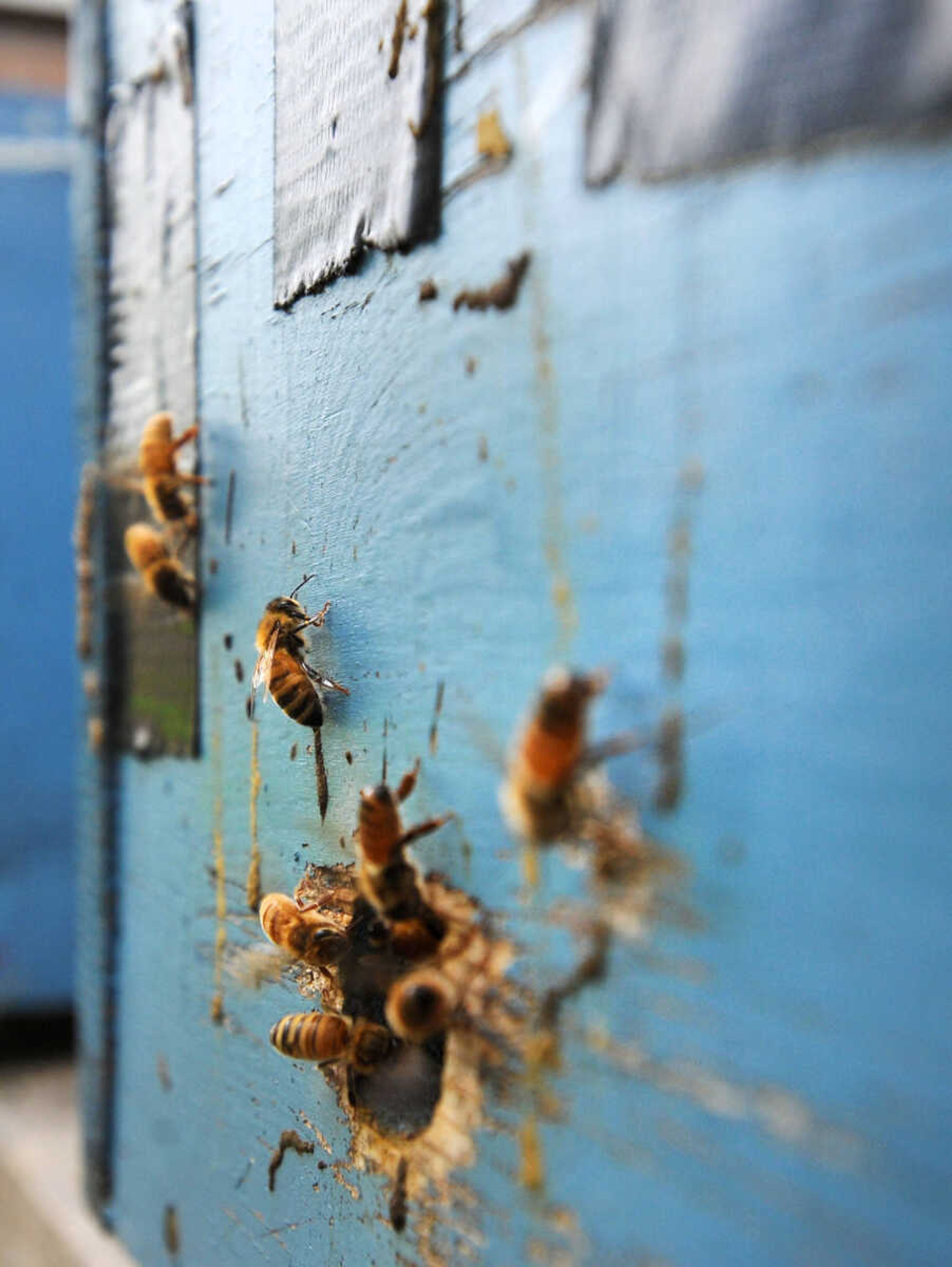 LAURA SIMON ~ lsimon@semissourian.com

Honey bees move in and out of a hive in Cape Girardeau County.