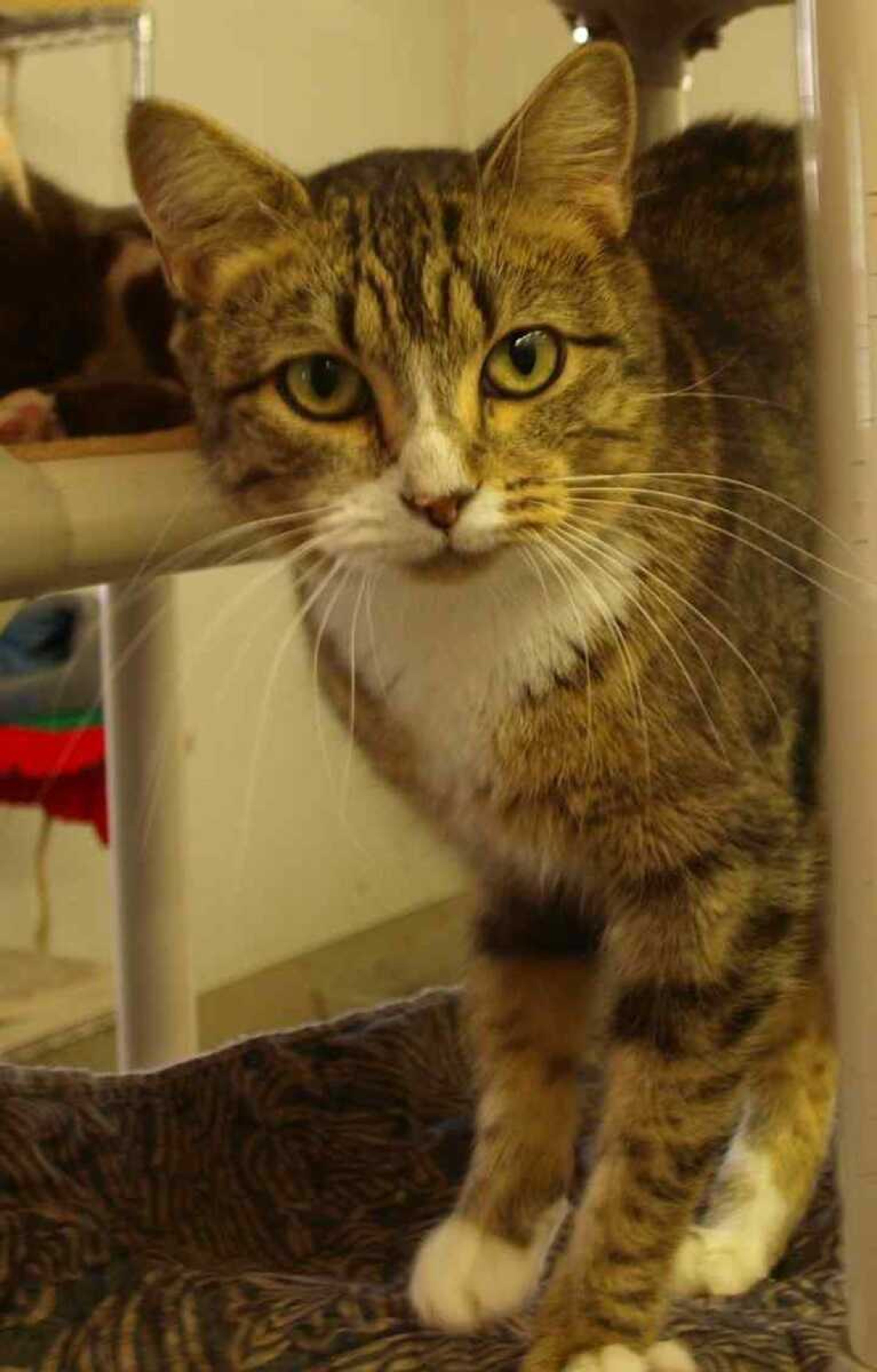 Betsy has a sweet meow and loves to "talk." She is a very friendly cat and is only 1 year old.