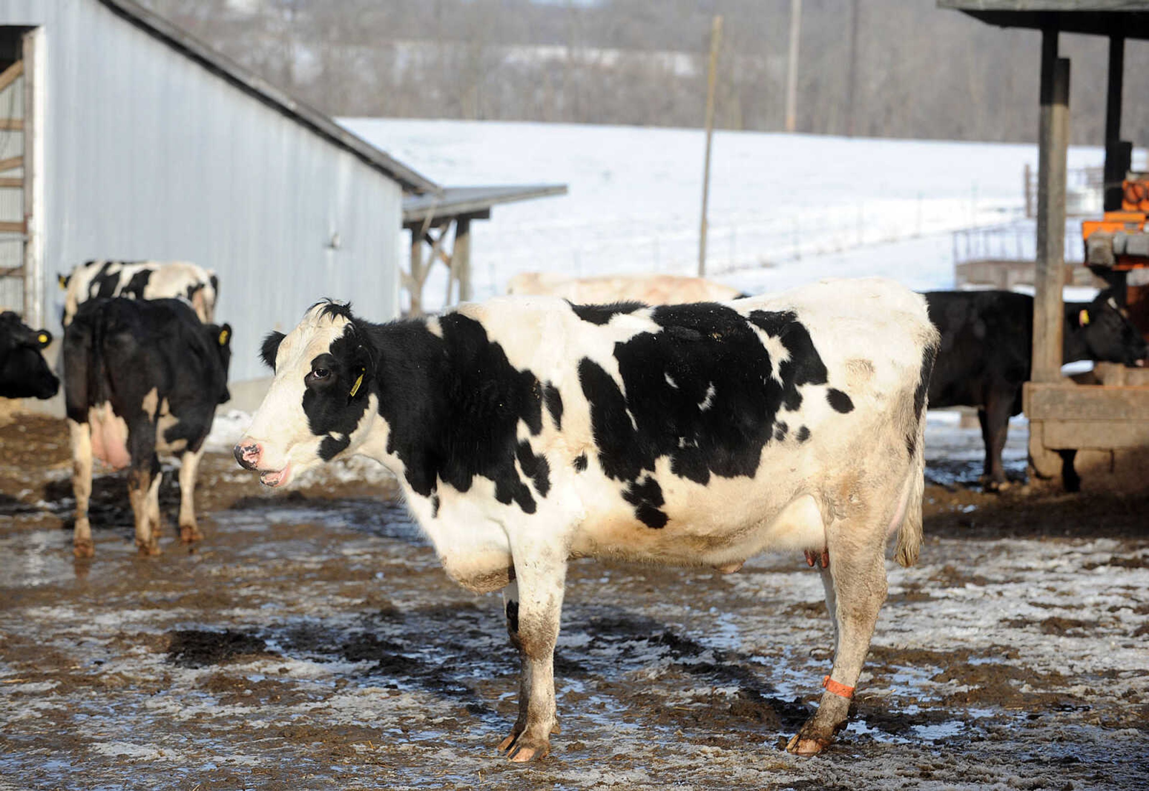 LAURA SIMON ~ lsimon@semissourian.com

Heifers at Jerry Siemers' Cape Girardeau dairy farm, Tuesday, March 4, 2014.