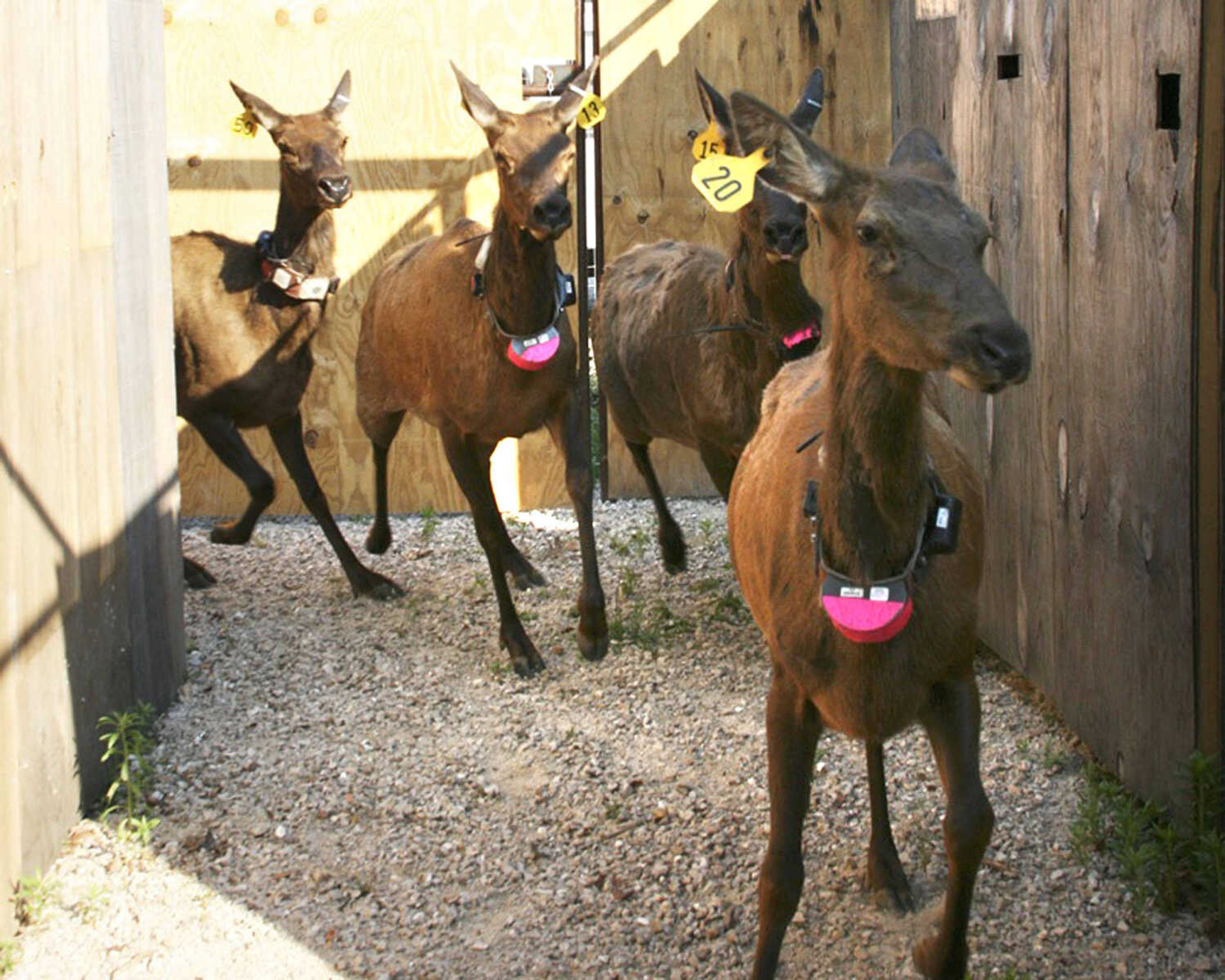 The first elk came off the truck and sprinted down the plywood maze that directed them to the appropriate pen section.  Elk were divided up into different pen sections with ample green browse, shade and water.  Temporary ply wood walls were used to direct them to their open gate.   (Missouri Department of Conservation photo by AJ Hendershott)