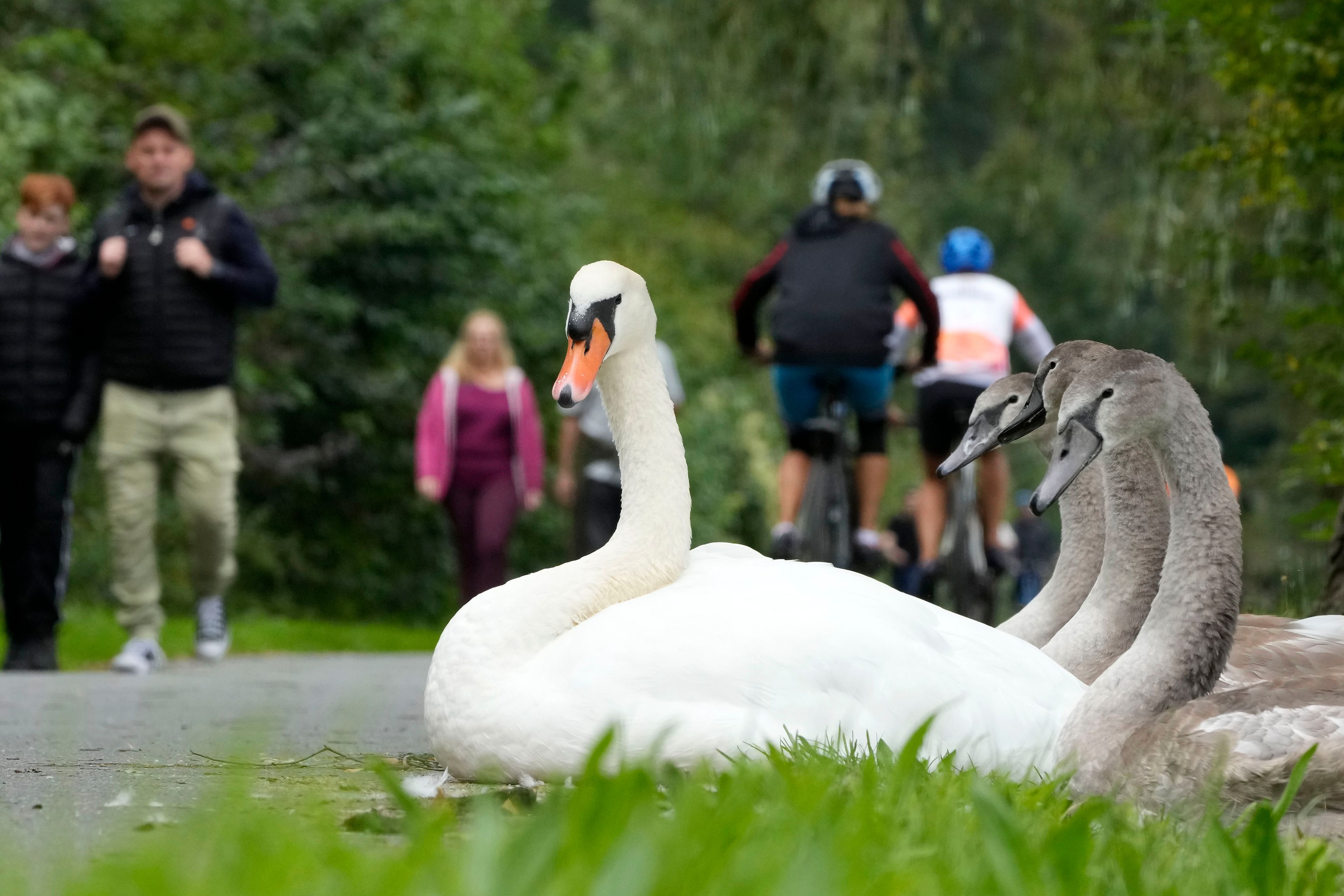 A swan family watches Sunday walkers at Lake Baldeney in Essen, Germany, Sunday, Sept. 15, 2024. (AP Photo/Martin Meissner)