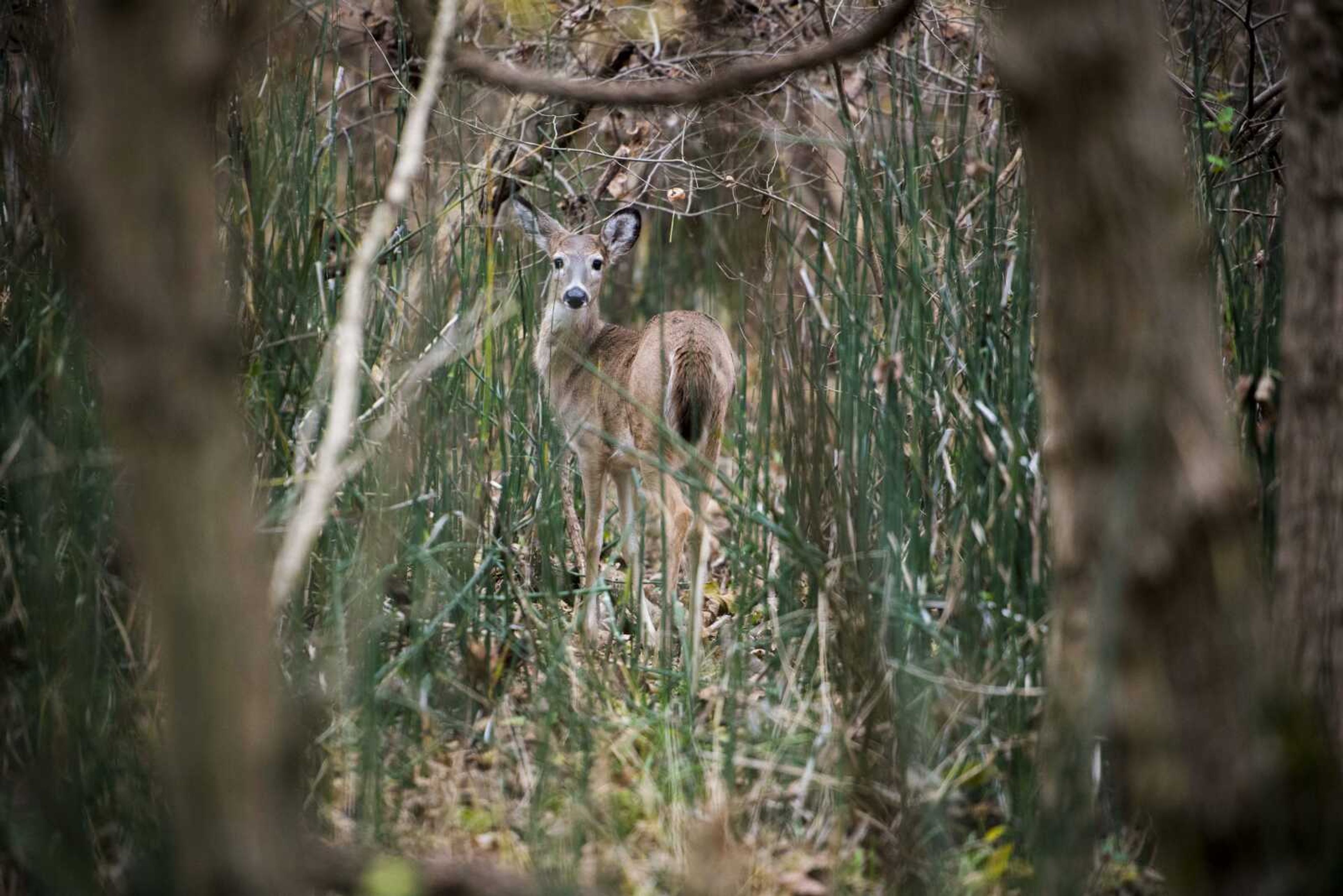 A whitetail deer makes its way through a patch of woods along the Cape LaCroix Trail on Nov. 8, 2018, in Cape Girardeau.