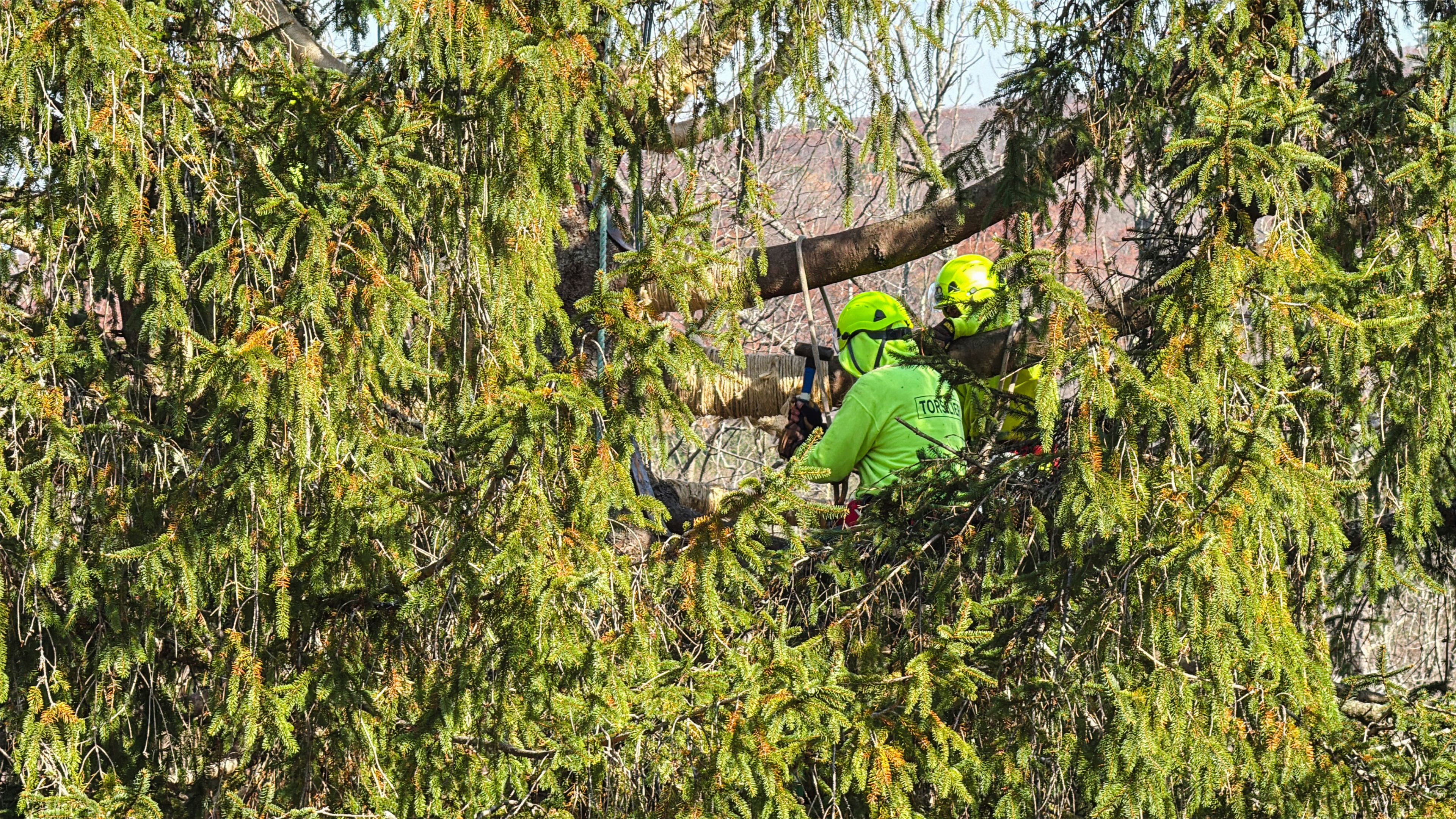 Workers prepare a Norway spruce, this year’s Rockefeller Center Christmas tree, for harvest, Wednesday, Oct. 30, 2024, in West Stockbridge, Mass. (AP Photo/Rodrique Ngowi)