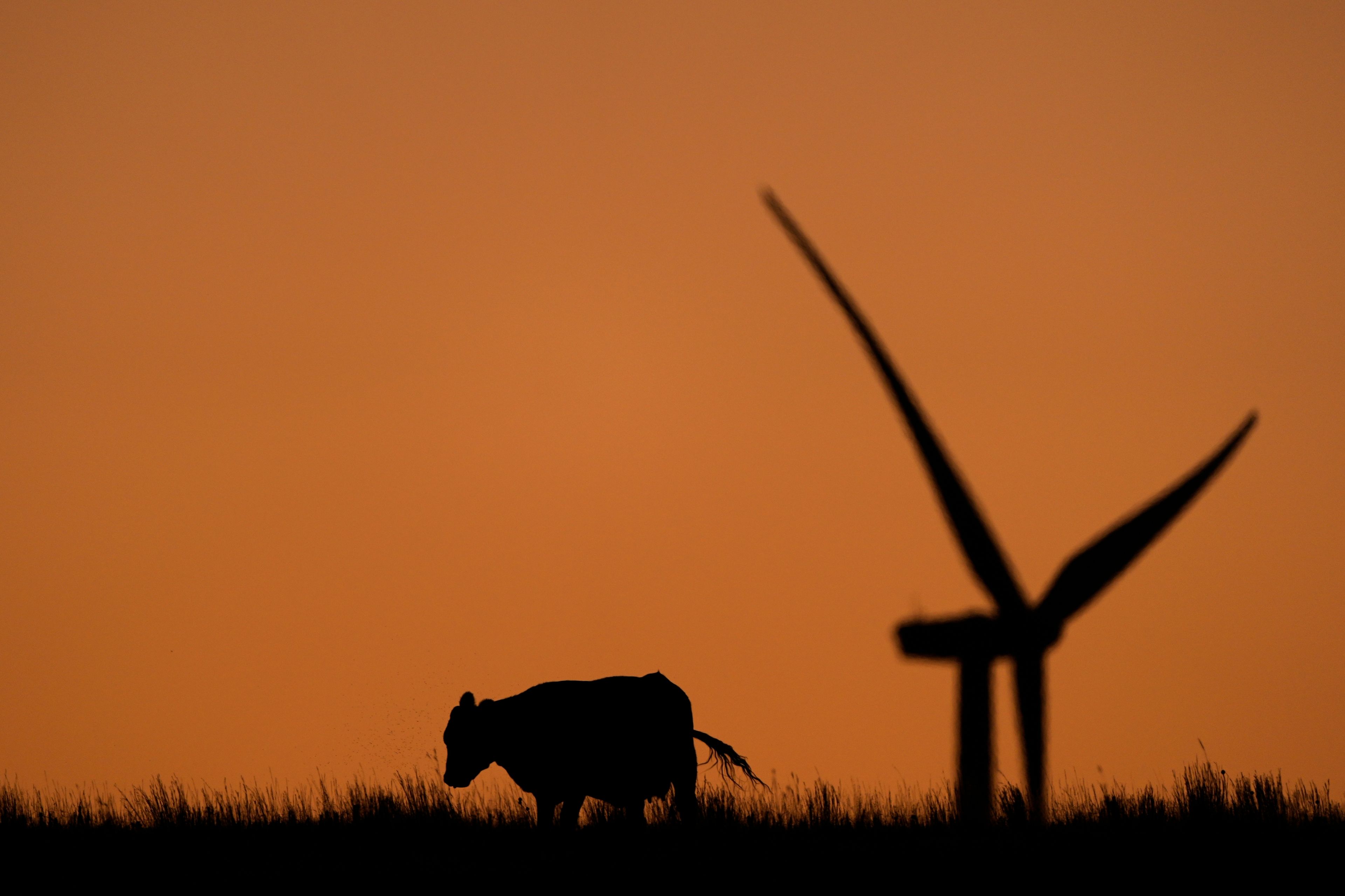 A cow grazes in a pasture at dawn as a wind turbine rises in the distance at the Buckeye Wind Energy wind farm, Monday, Sept. 30, 2024, near Hays, Kan. (AP Photo/Charlie Riedel)