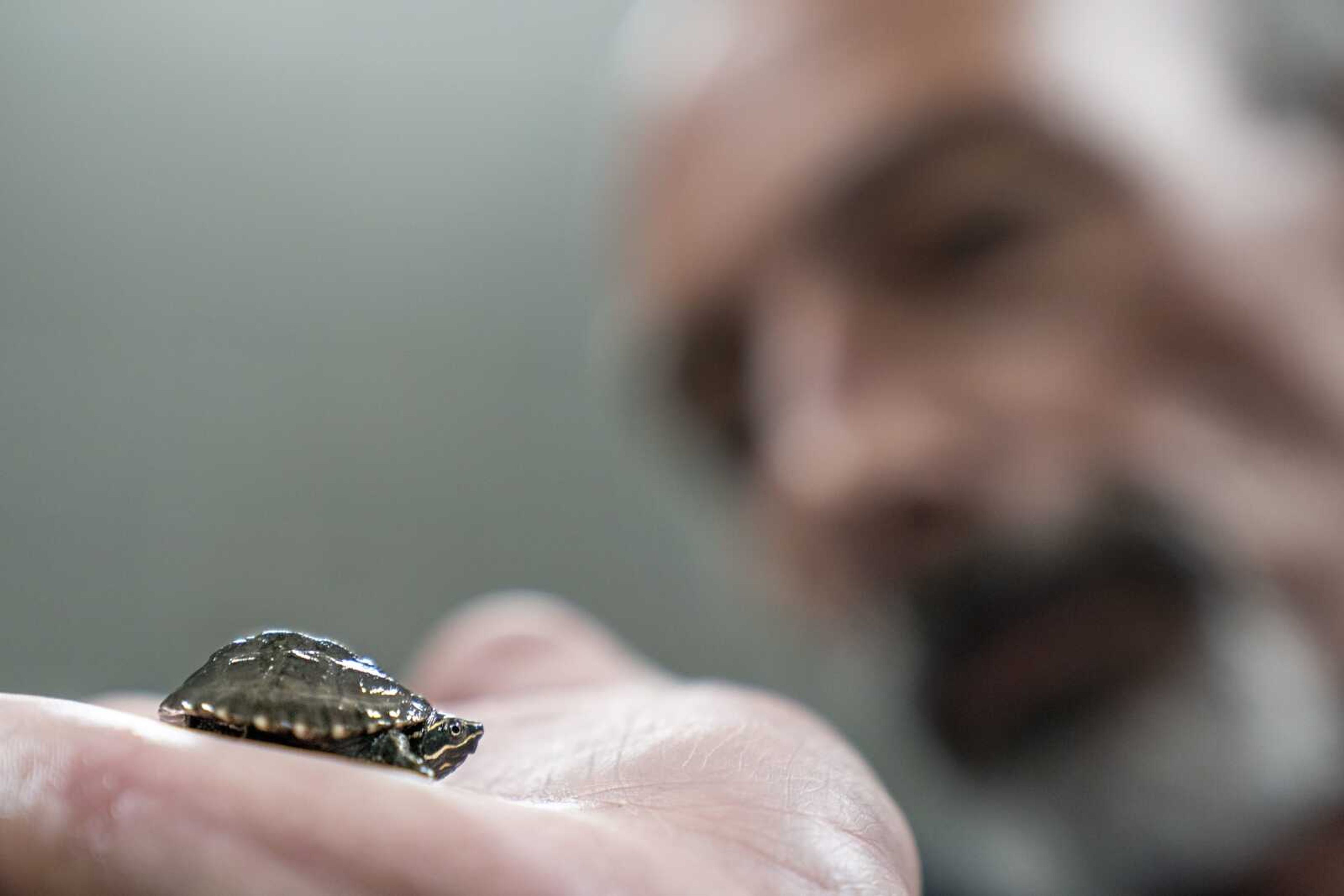 Lou Perrotti, the director of conservation programs at Roger Williams Park Zoo, holds a musk turtle in quarantine after it was confiscated in a wildlife bust Tuesday, Nov. 1, in Providence, Rhode Island. Scores of turtle species are under threat from poaching.