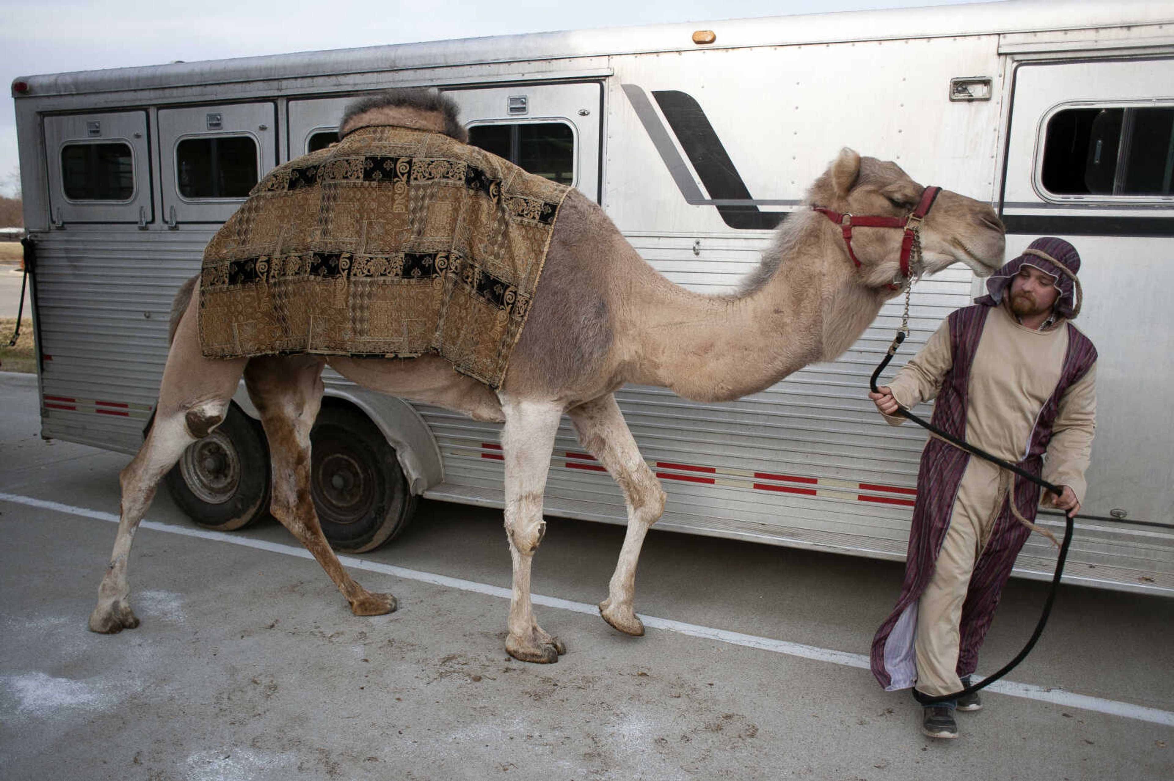 Chance Lantz of Cape Girardeau guides a camel named Lucille to the scene of a living nativity Thursday, Dec. 12, 2019, at First Midwest Bank in Cape Girardeau.