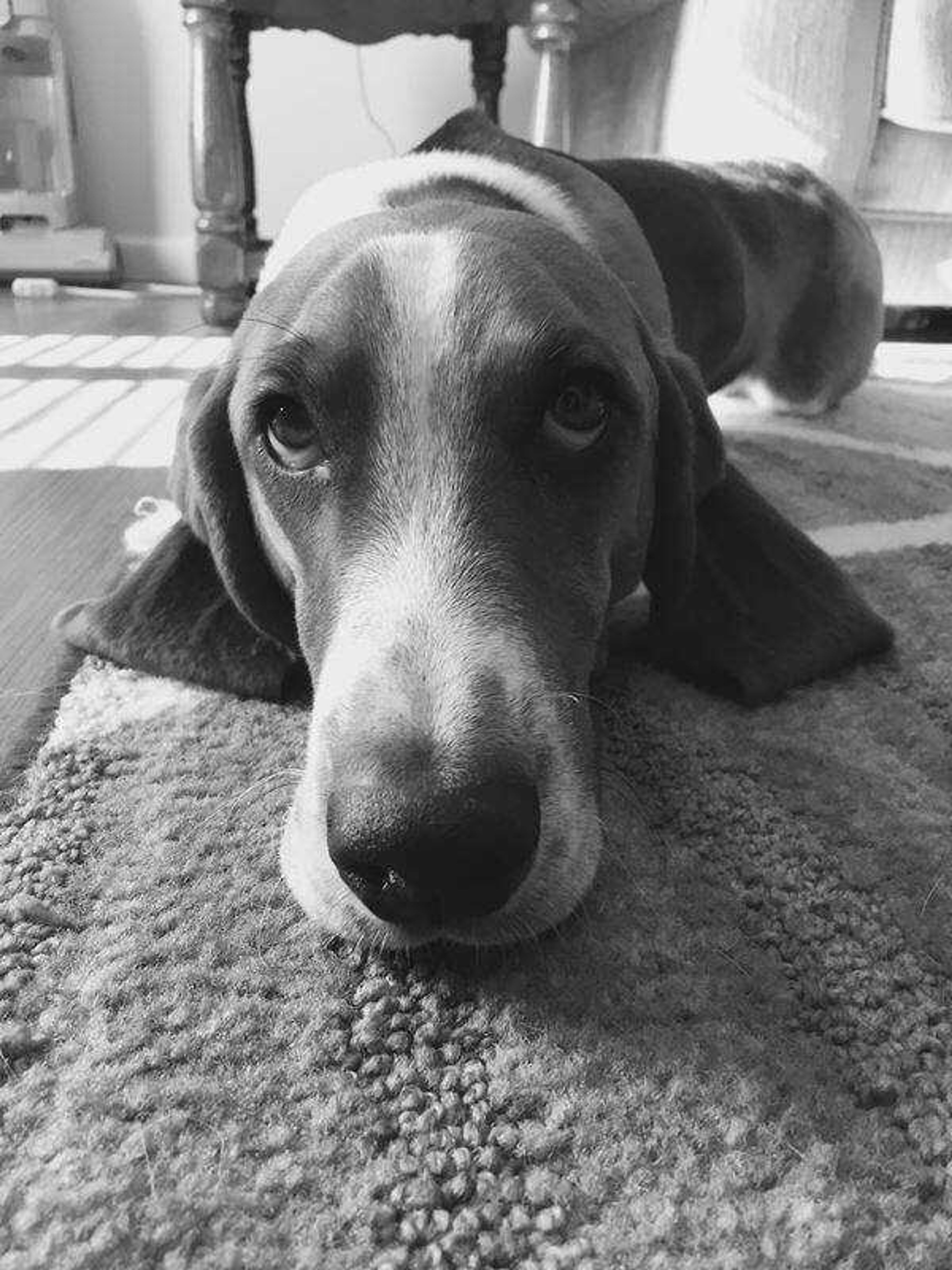 Tripp the 3 legged Bassett - The little Bassett no one wanted cause he was&nbsp; a little different. This guy is the sweetest boy you'll ever meet