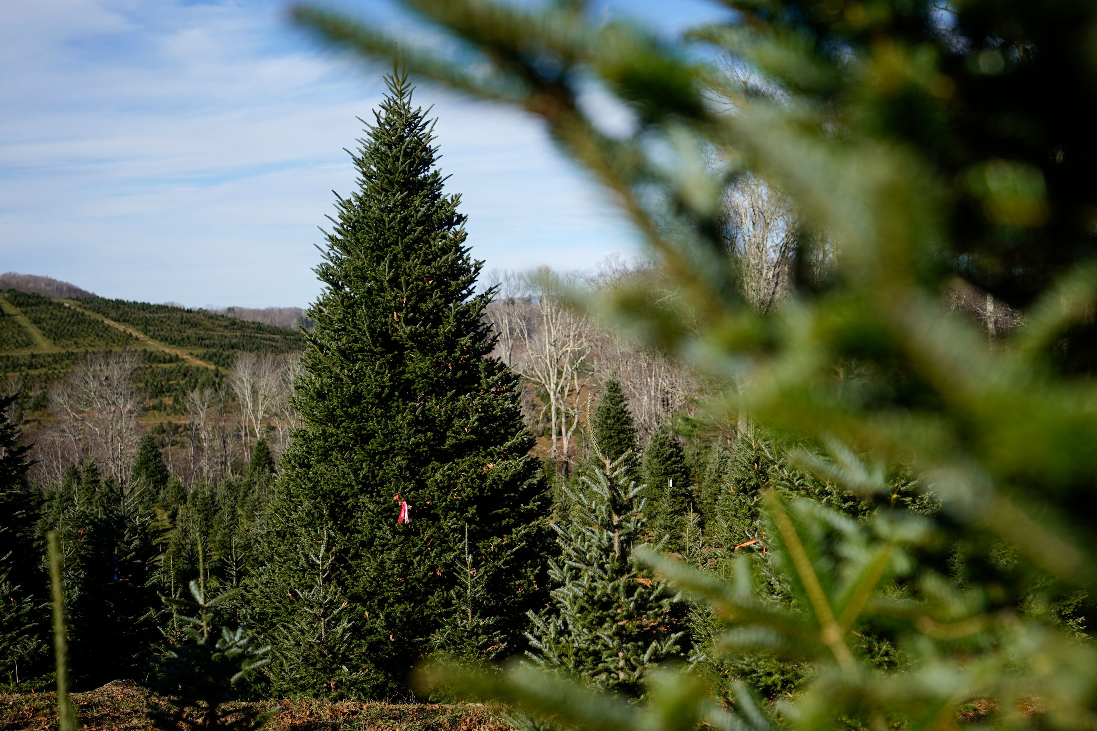 The White House's Christmas tree is a symbol of resilience for hurricane-hit North Carolina farms