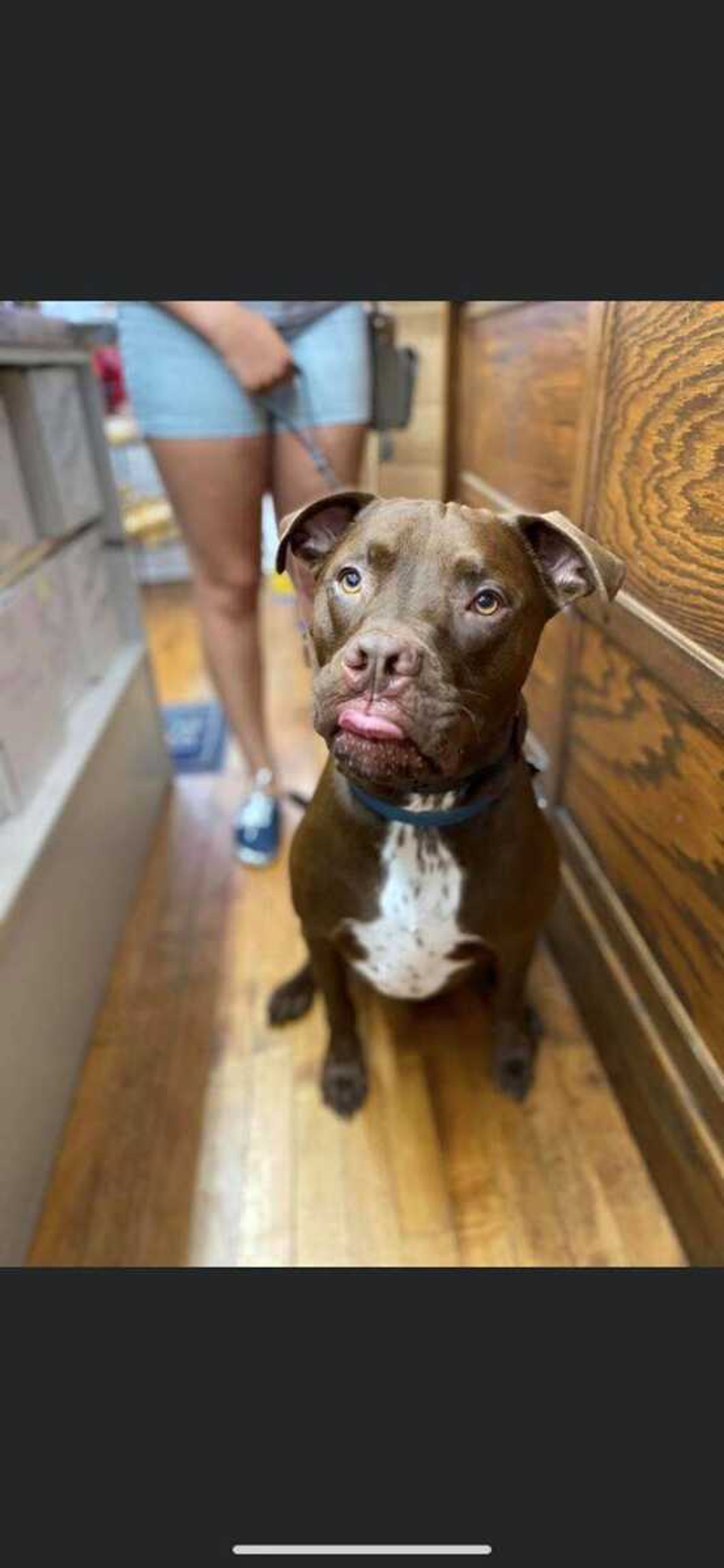 Bear Waiting for Treats&nbsp; -&nbsp; His friends at Mississippi Mutts were taking a bit too long with his treat. It's hard being spoiled!