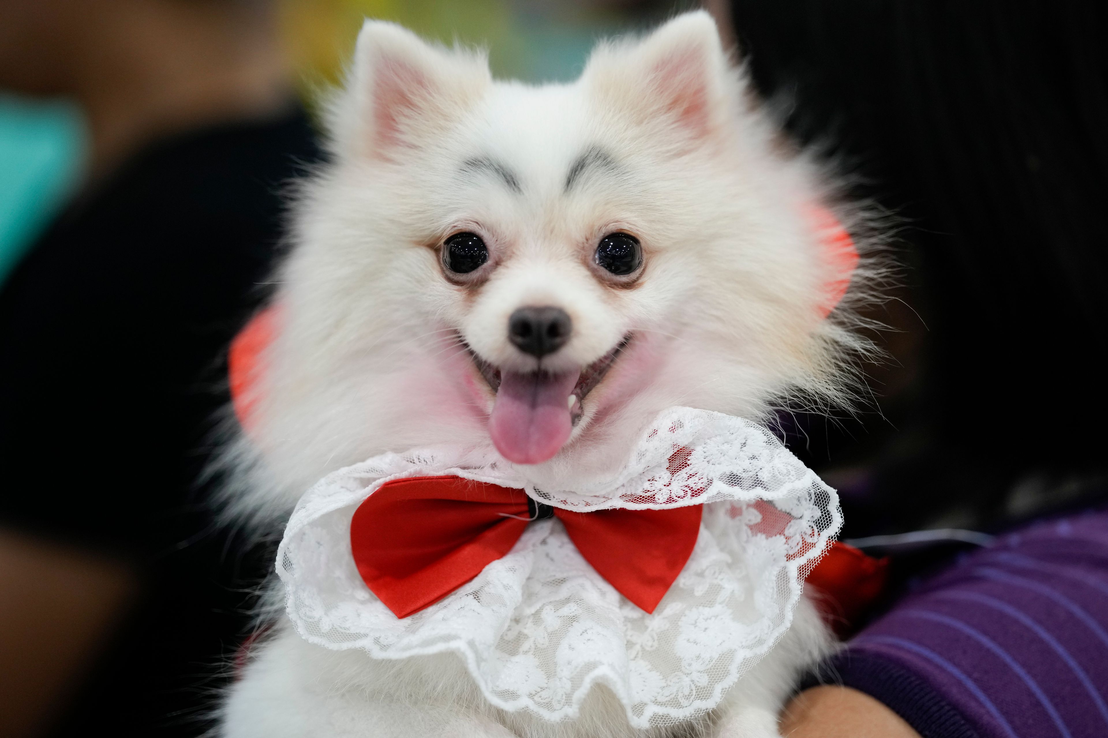 A dog named Luna wears a Dracula costume during a Halloween pet party at a mall in Valenzuela city, Philippines on Saturday, Oct. 19, 2024. (AP Photo/Aaron Favila)