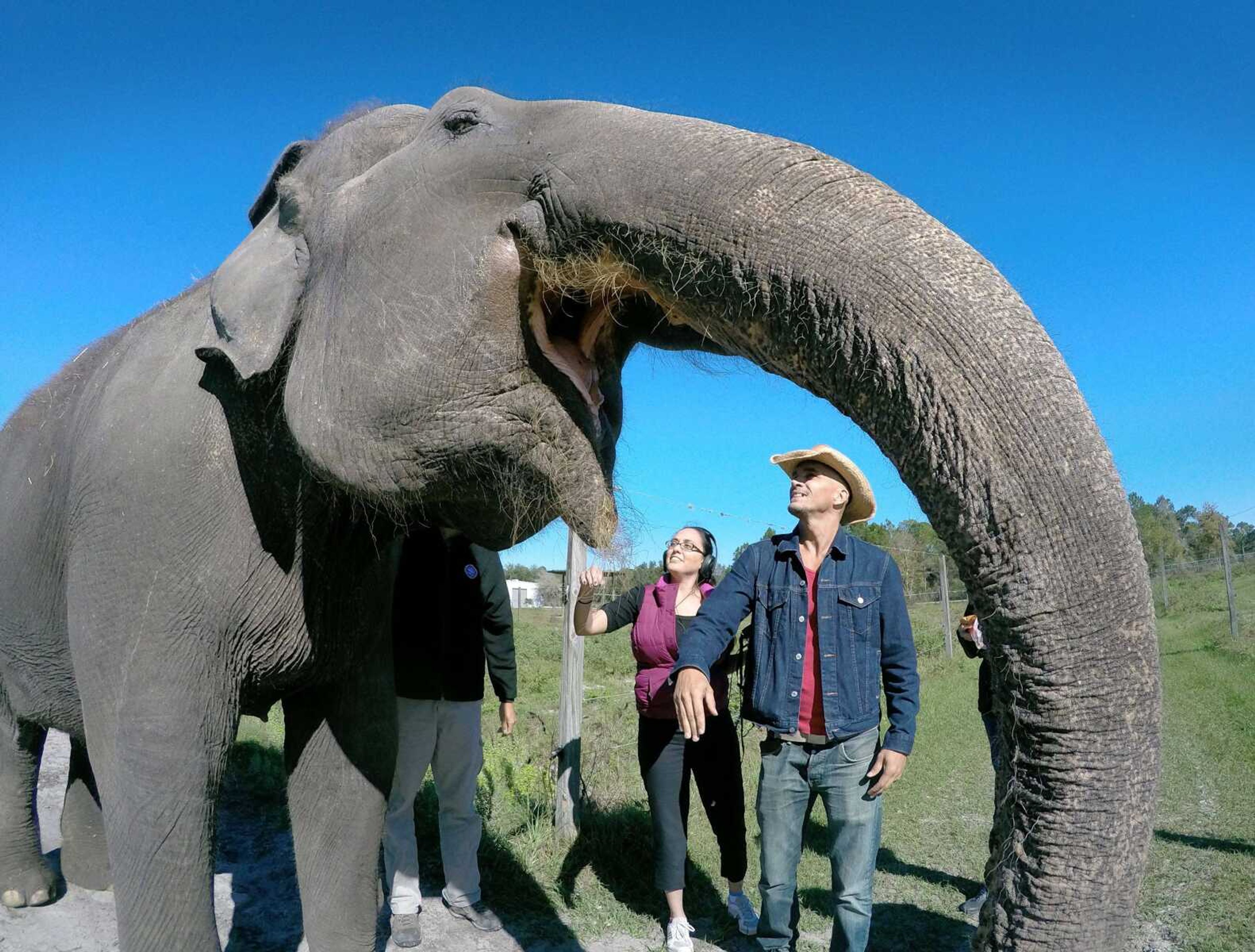 Visitors interact with Mysore, a 70-year-old female Asian elephant, during a media tour Jan. 4 of the 200-acre Center for Elephant Conservation in Polk City, Florida. Originally targeted for retirement by 2018, the Ringling Bros. and Barnum & Bailey Circus made the surprise announcement Monday that all of their show elephants will be retired in May to their Center for Elephant Conservation. (Joe Burbank ~ Orlando Sentinel via AP)