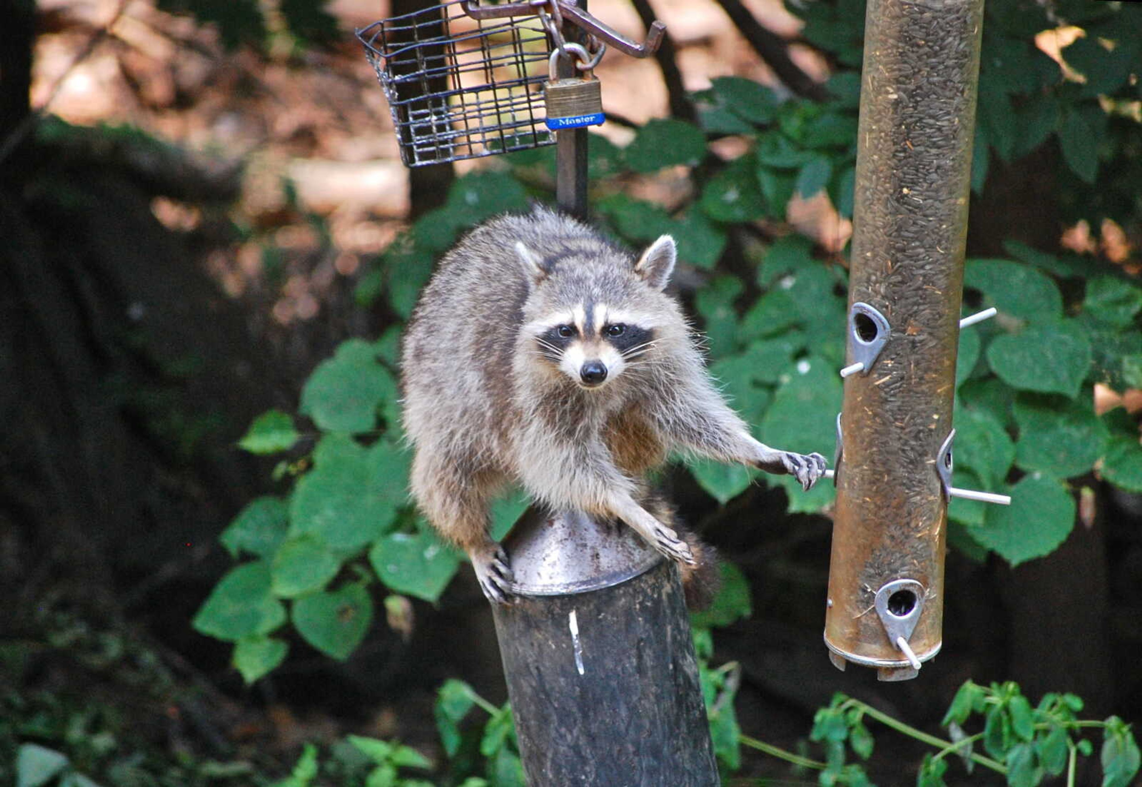 A raccoon goes to make a snack of the seed in the feeder at the Conservation Nature Center in Cape Girardeau.