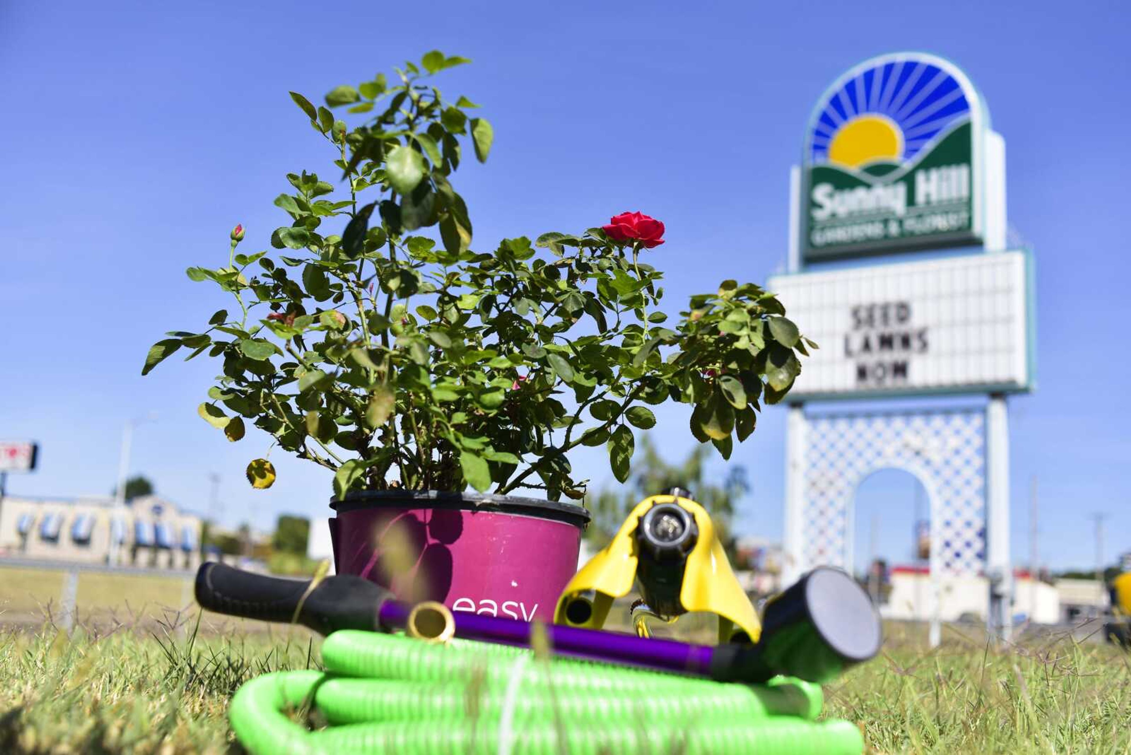 A hose and a sprinkler sit next to a rose plant Thursday at Sunny Hill Gardens and Florist.