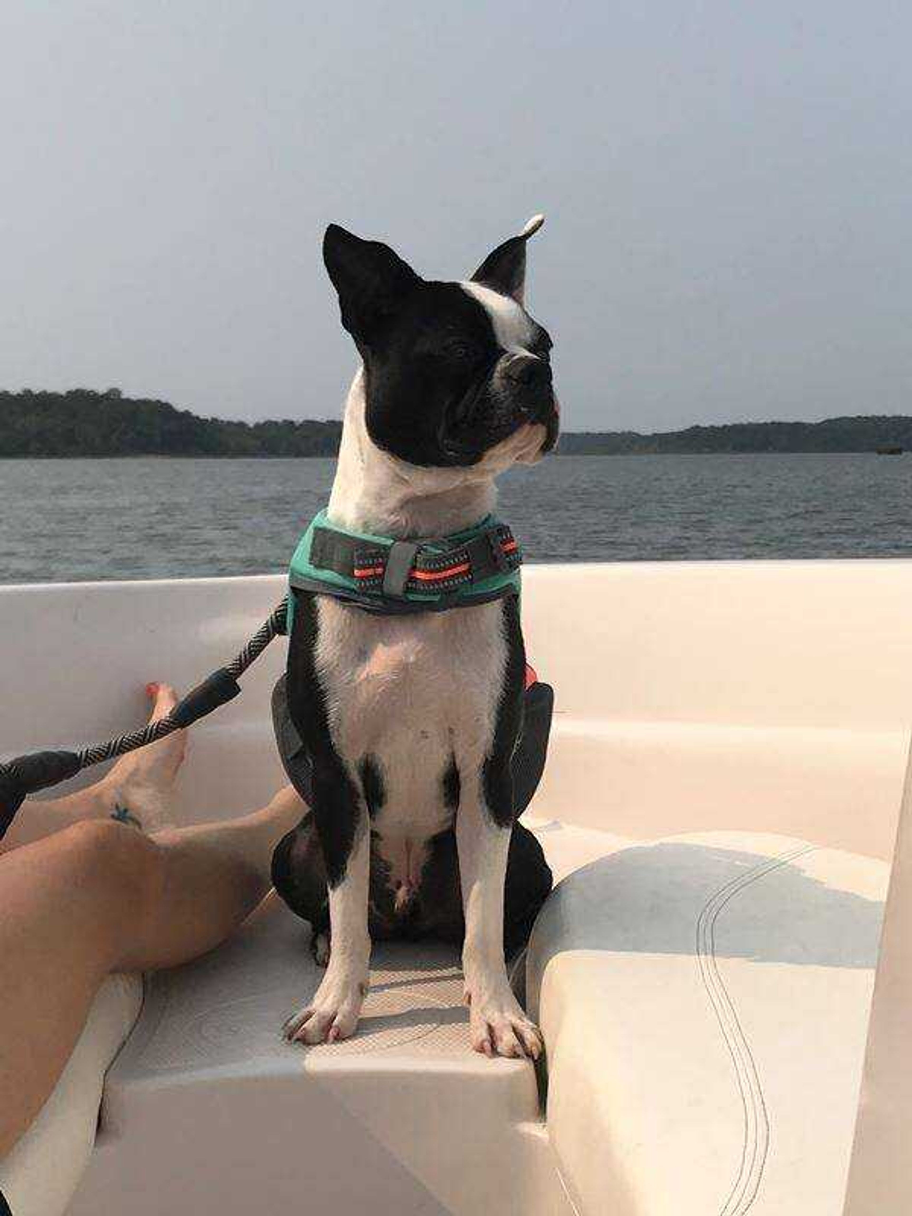 Archie Buck the lake dog - Archie LOVES going to the lake! He loves riding around and looking at all the other boaters.