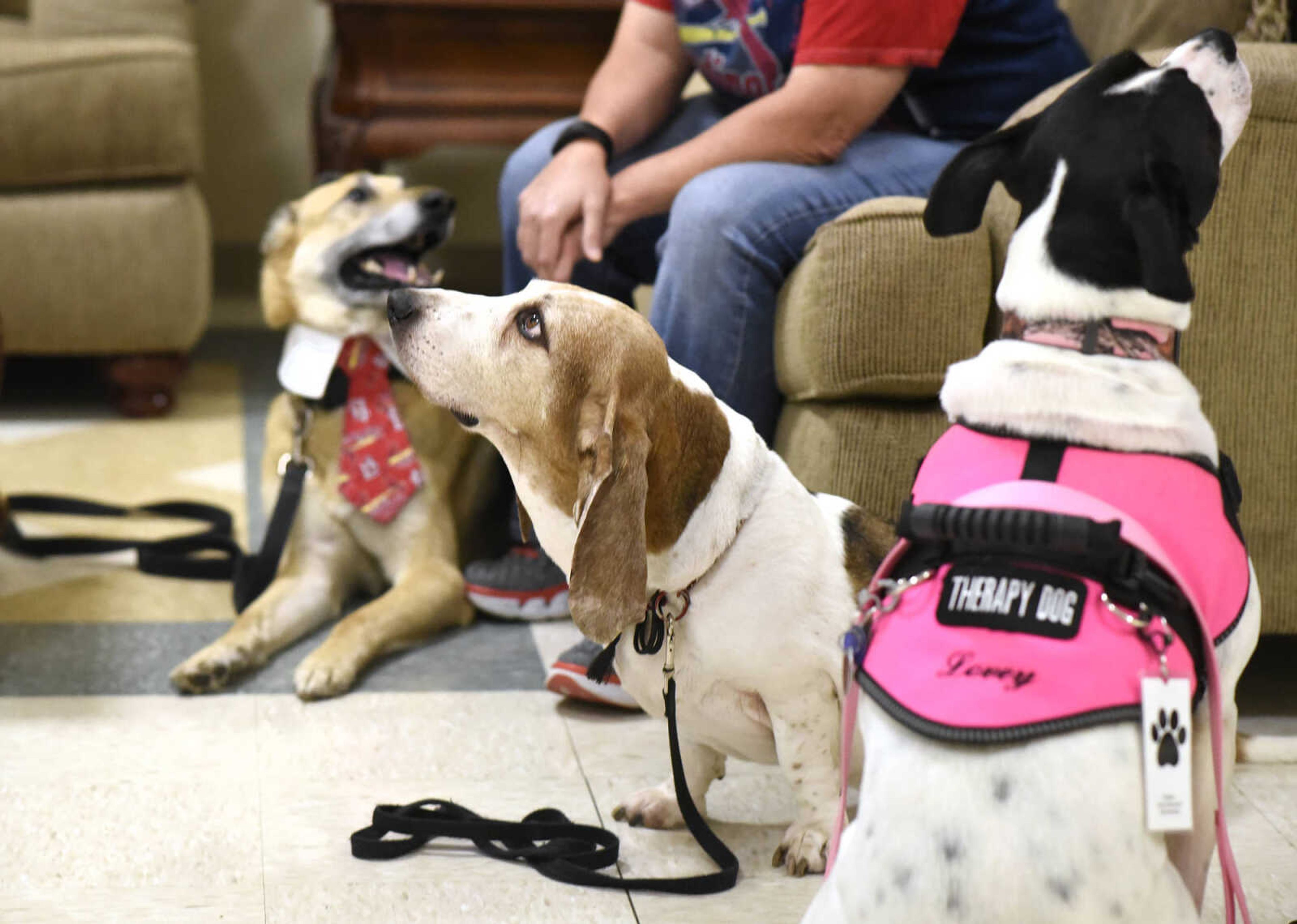 Pet Pals dogs from left, Max, Abner and Mogi sit in the lobby of the Missouri Veteran's Home on Tuesday, Feb. 21, 2017, in Cape Girardeau.