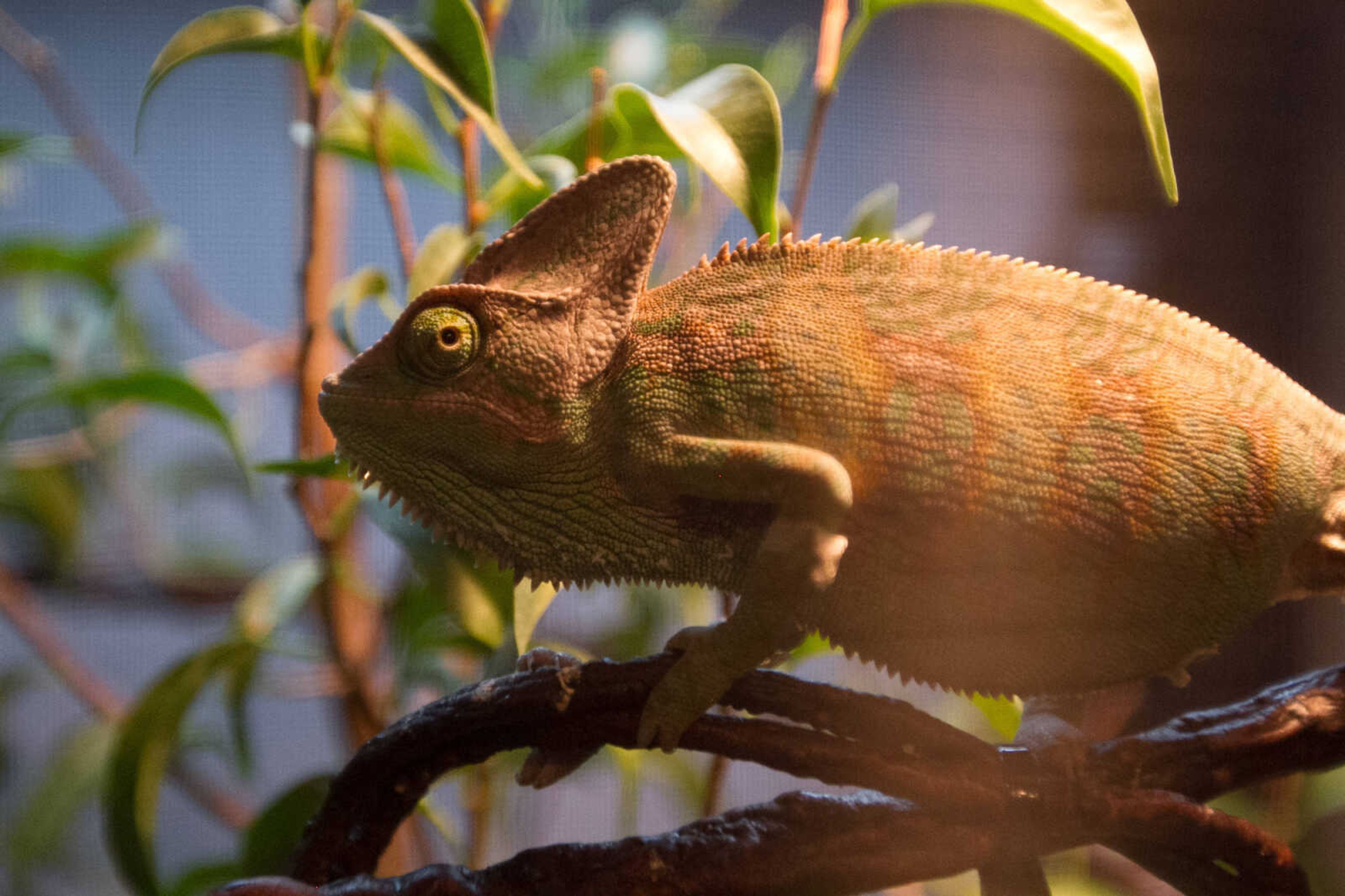 GLENN LANDBERG ~ glandberg@semissourian.com

Trevor, a male veiled chameleon.