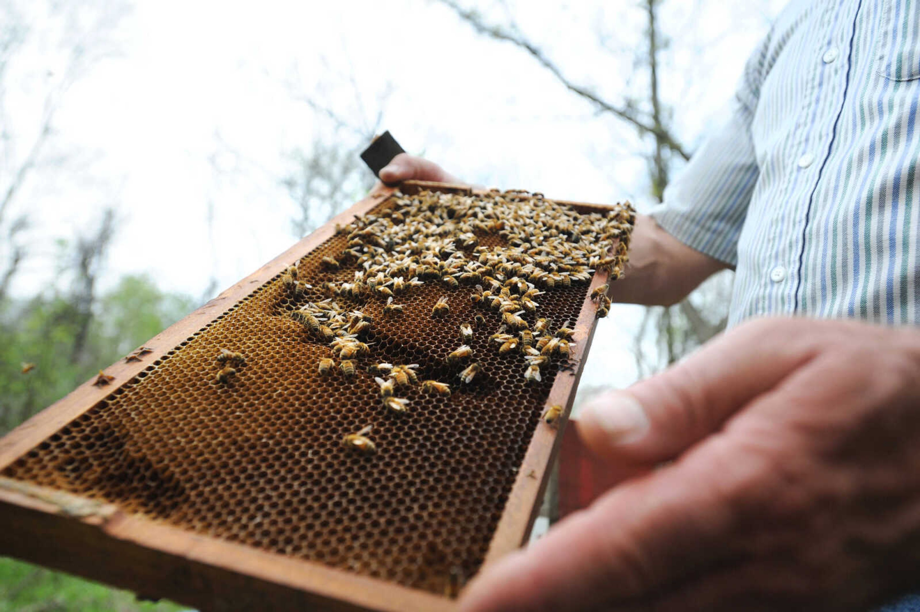 LAURA SIMON ~ lsimon@semissourian.com

Grant Gilliard checks on his beehives in Cape Girardeau County.