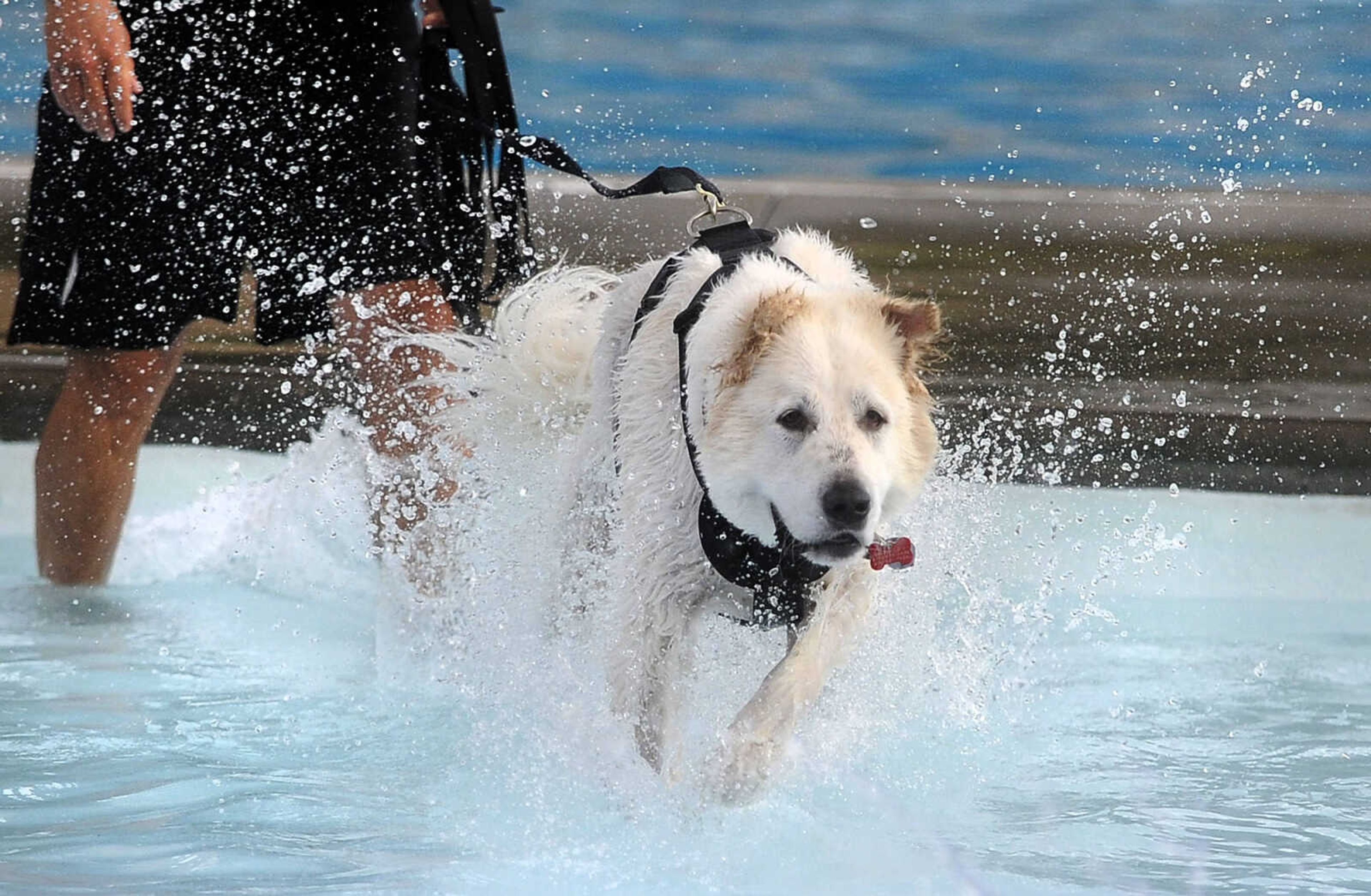 LAURA SIMON ~ lsimon@semissourian.com

Doggy Swim Day at Cape Splash, Sunday, Sept. 27, 2015, in Cape Girardeau. Leashed dogs got to swim and play in the lazy river and swimming pools with their owners. Proceeds from event benefit the Cape Girardeau Parks and Recreation Foundation.