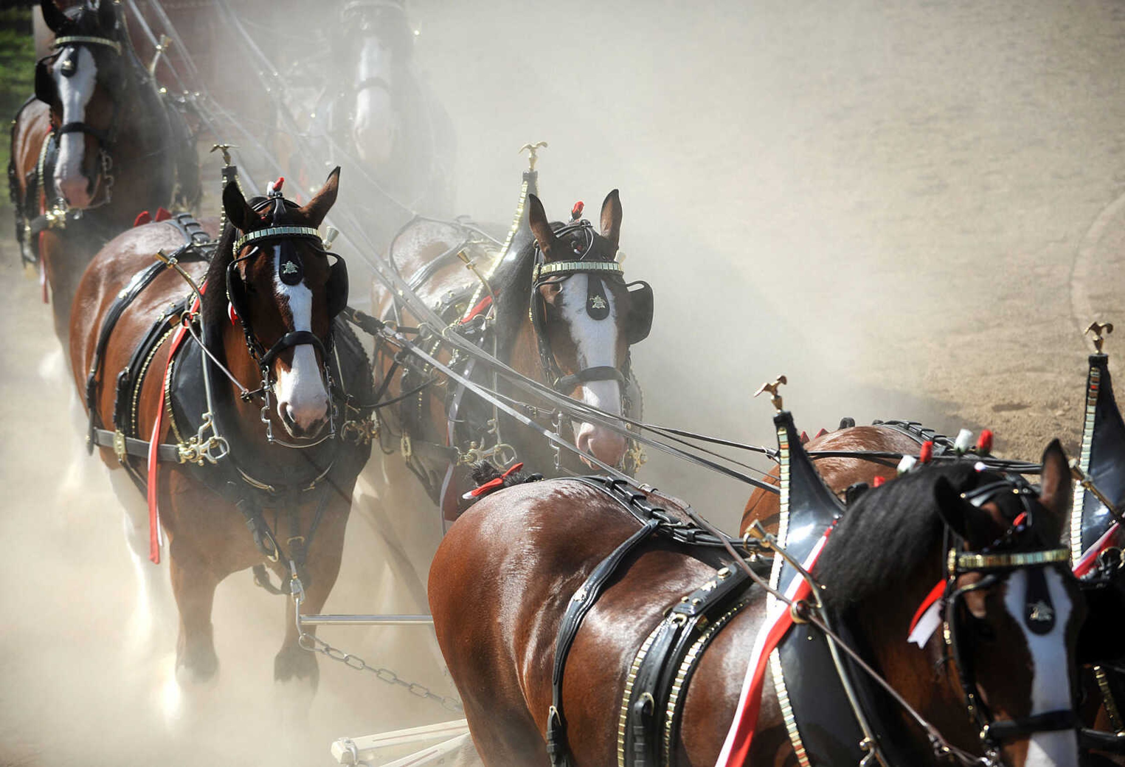 LAURA SIMON ~ lsimon@semissourian.com

The Budweiser Clydesdales make an appearance at The Hope Theraputic Horsemanship Center in Perryville, Missouri, Friday, June 20, 2014.