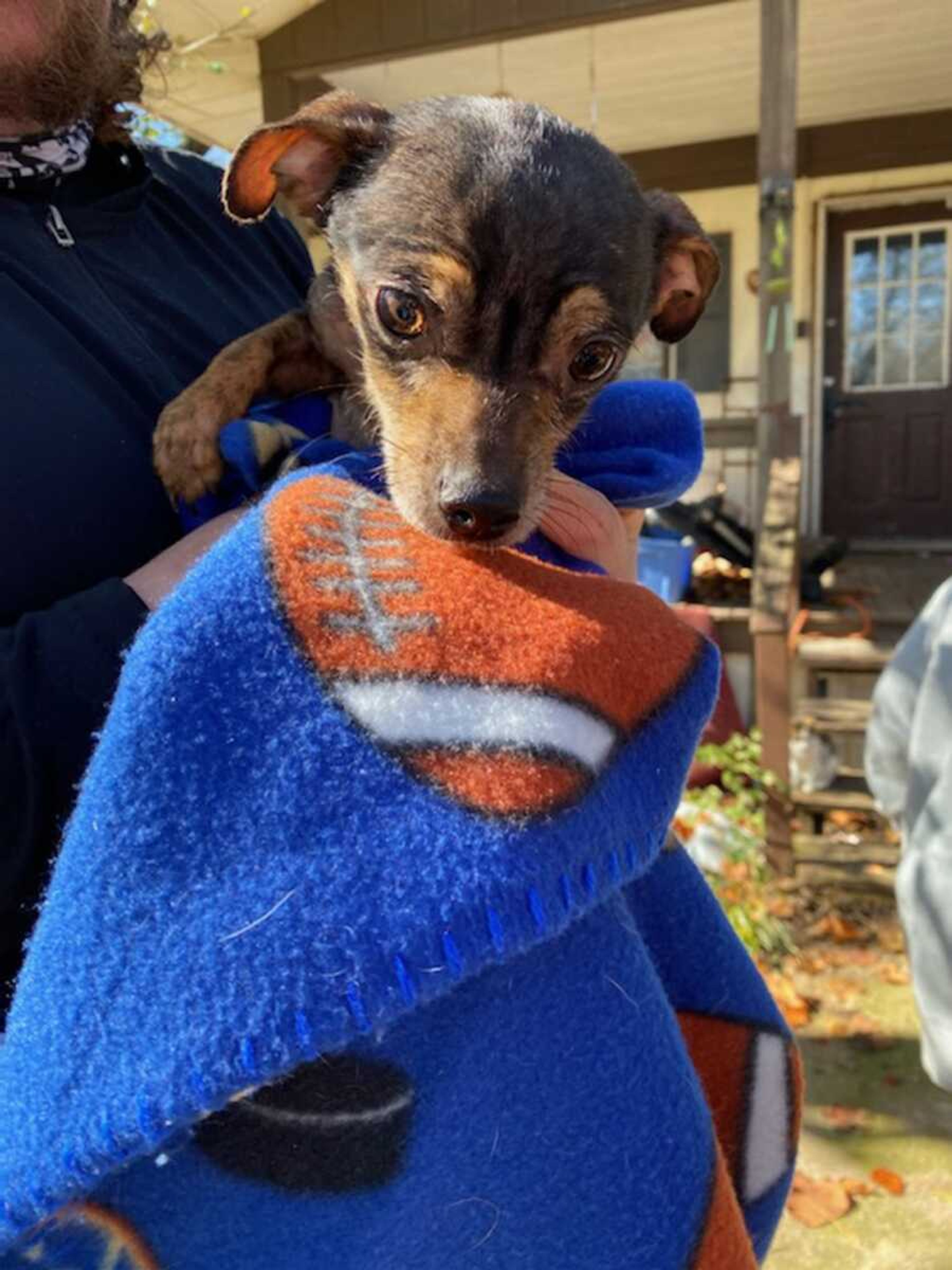 This chihuahua was one of 15 dogs of the breed rescued Nov. 5 by the Humane Society of Southeast Missouri.
