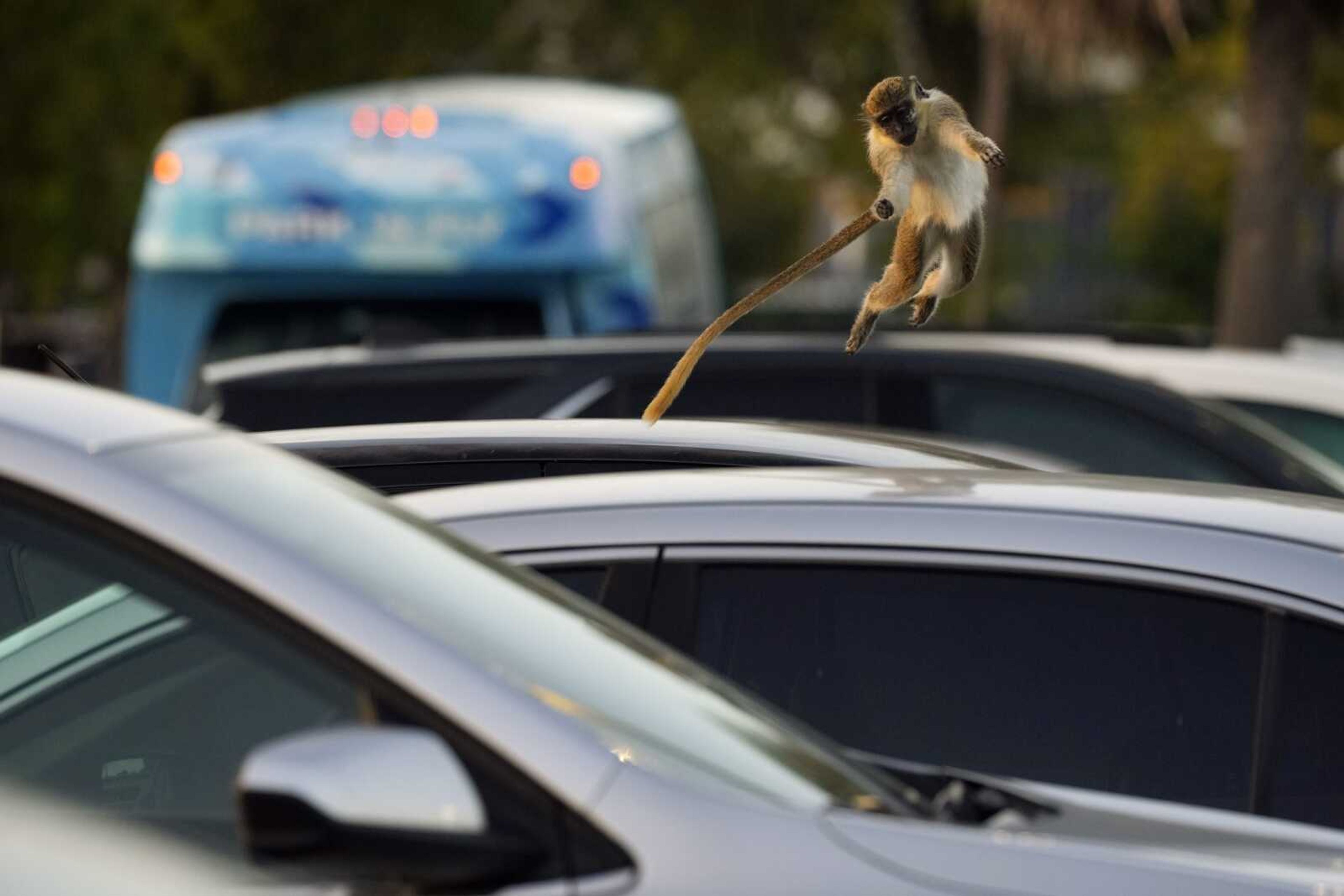 Juvenile female vervet monkey Siggy leaps from car to car in the Park 'N Fly parking lot March 1 Dania Beach, Florida.