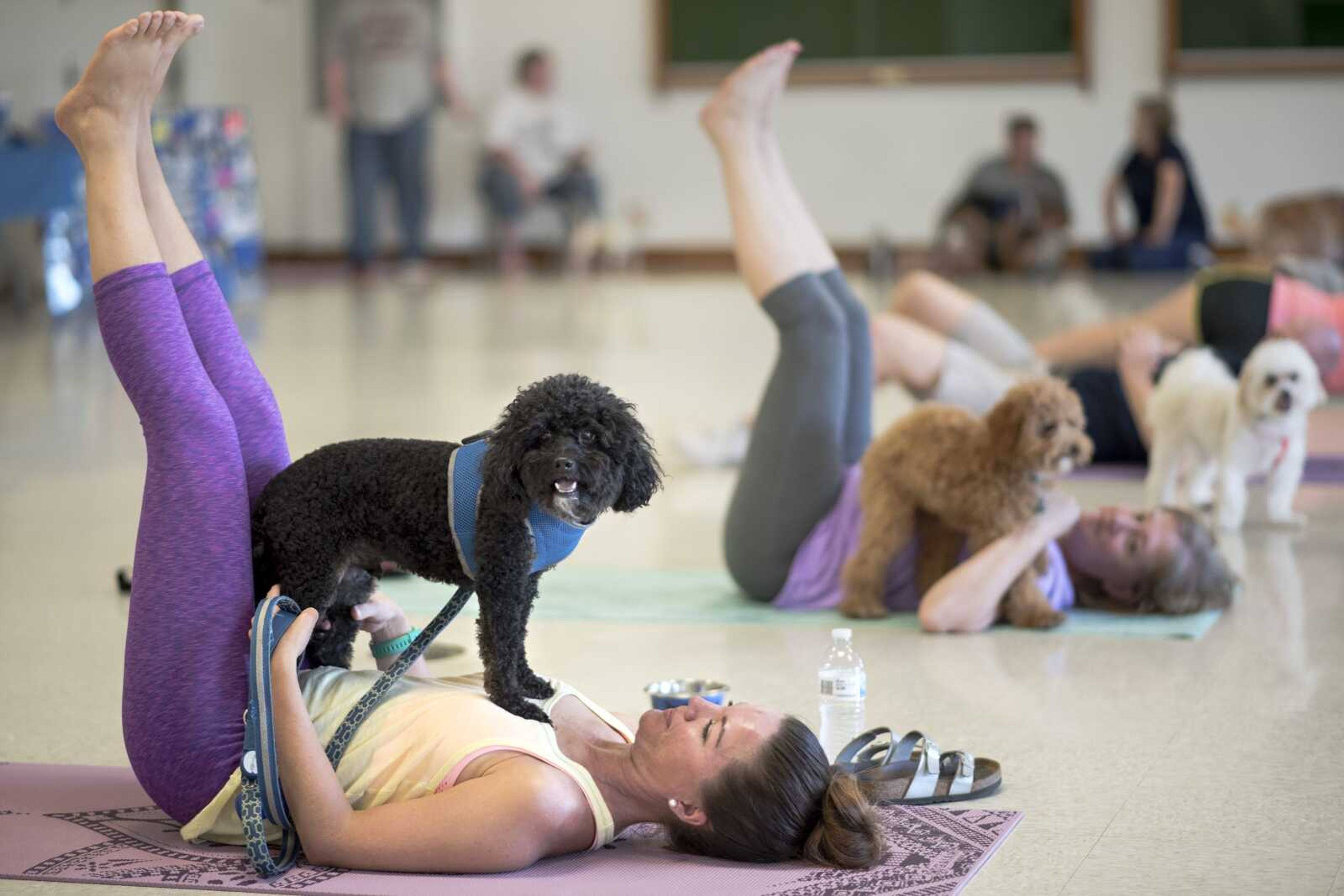 Stephanie Hodges, far left, holds a pose as Duke, her 5-year-old doxiepoo, stands on her chest during a dog yoga class hosted by the Cape Girardeau Parks and Recreation Department on Wednesday at 4-H Exhibit Hall. The pet-friendly exercise class was the first "doga" session for Hodges and Duke.