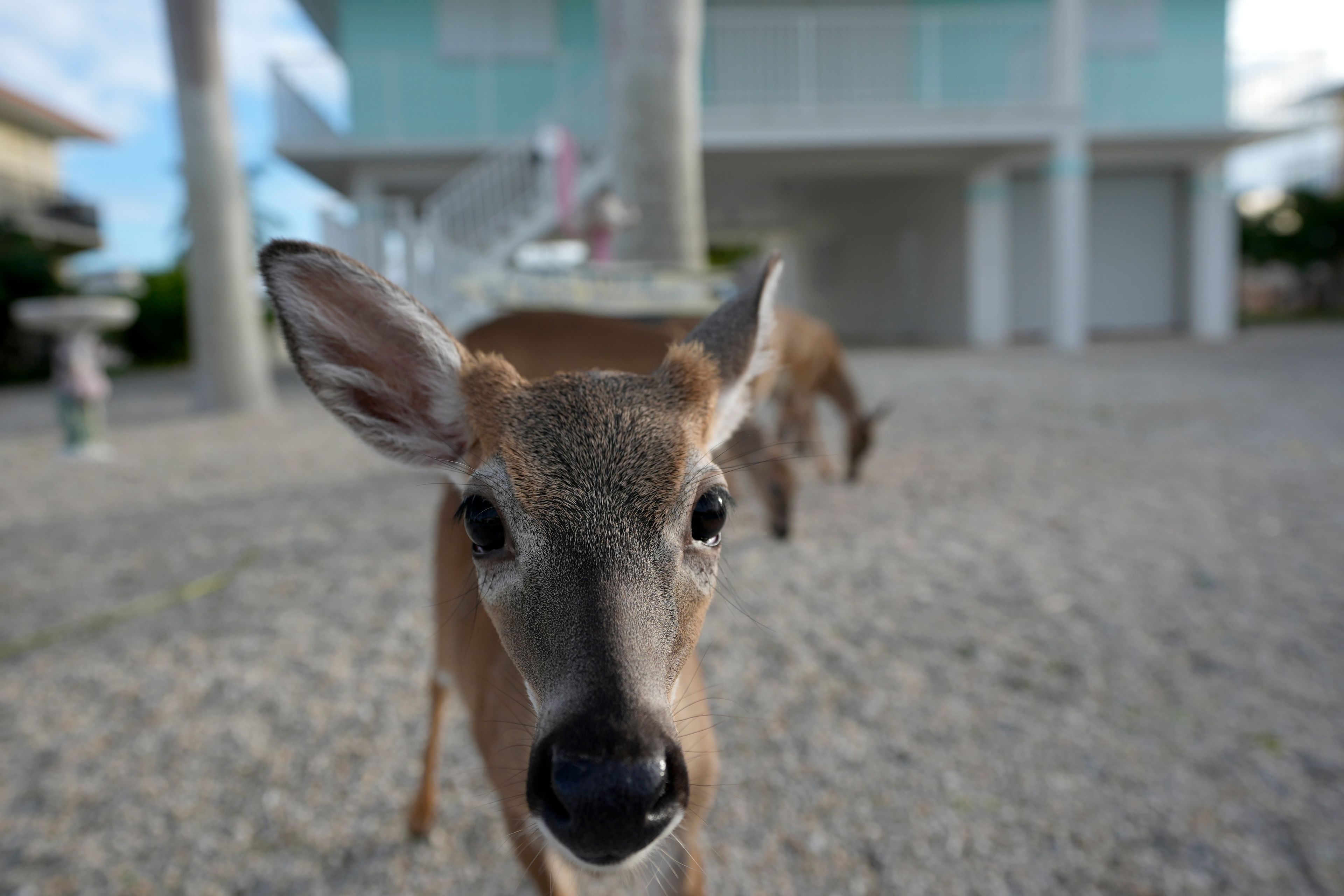 A Key Deer, the smallest subspecies of the white-tailed deer that have thrived in the piney and marshy wetlands of the Florida Keys, walks in a residential neighborhood, Tuesday, Oct. 15, 2024, in Big Pine Key, Fla. (AP Photo/Lynne Sladky)