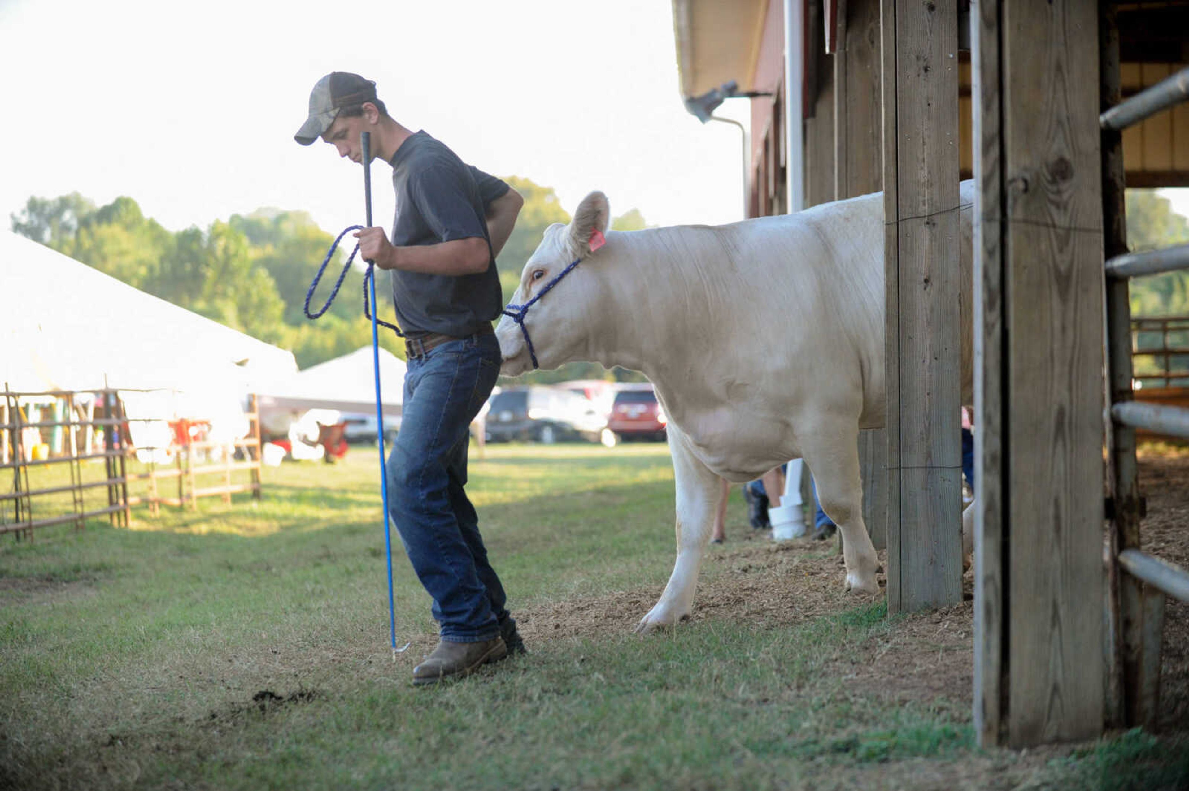 GLENN LANDBERG ~ glandberg@semissourian.com

The Charolais livestock judging during the SEMO District Fair Wednesday, Sept. 16, 2015, in Cape Girardeau.