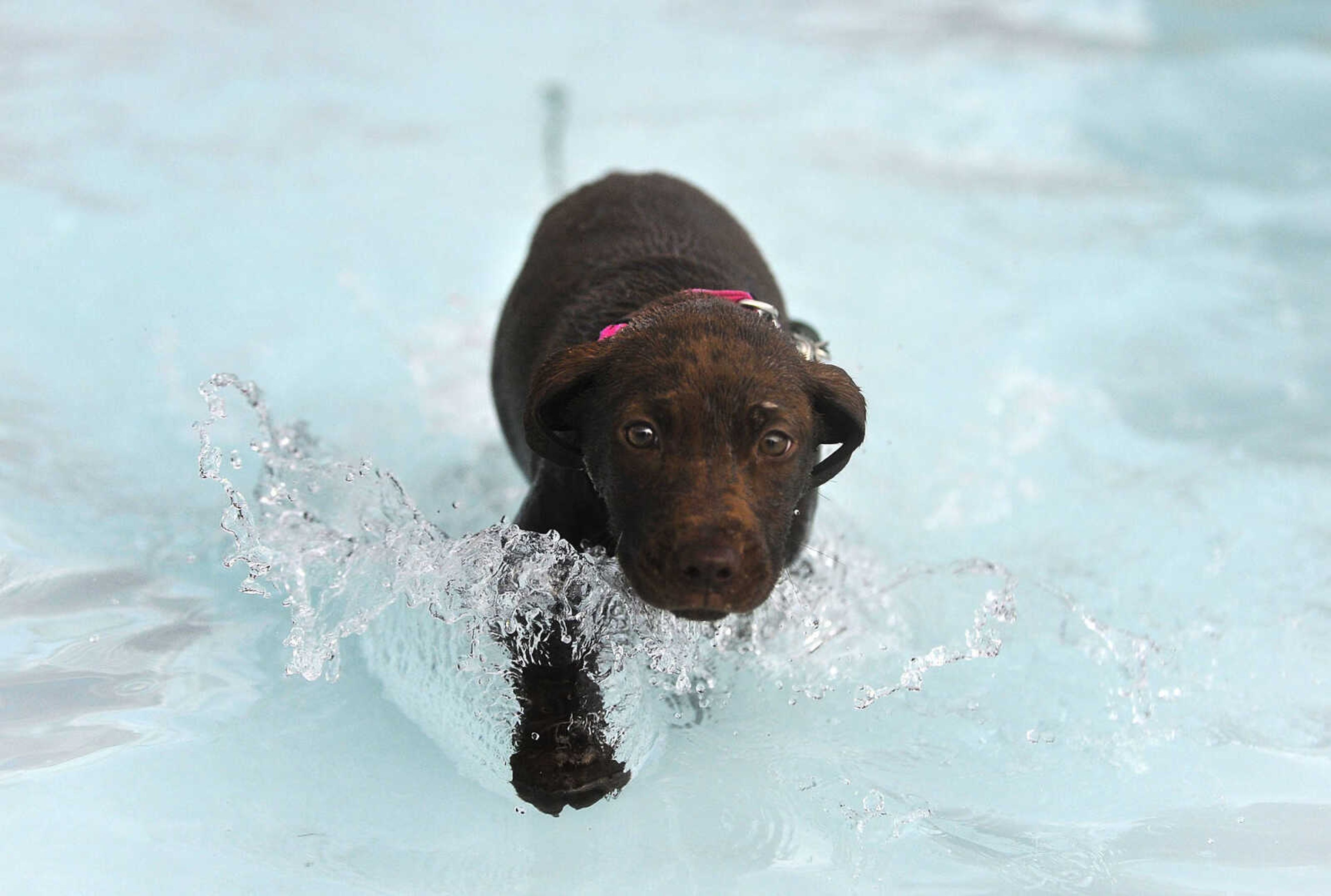 LAURA SIMON ~ lsimon@semissourian.com

Doggy Swim Day at Cape Splash, Sunday, Sept. 27, 2015, in Cape Girardeau. Leashed dogs got to swim and play in the lazy river and swimming pools with their owners. Proceeds from event benefit the Cape Girardeau Parks and Recreation Foundation.