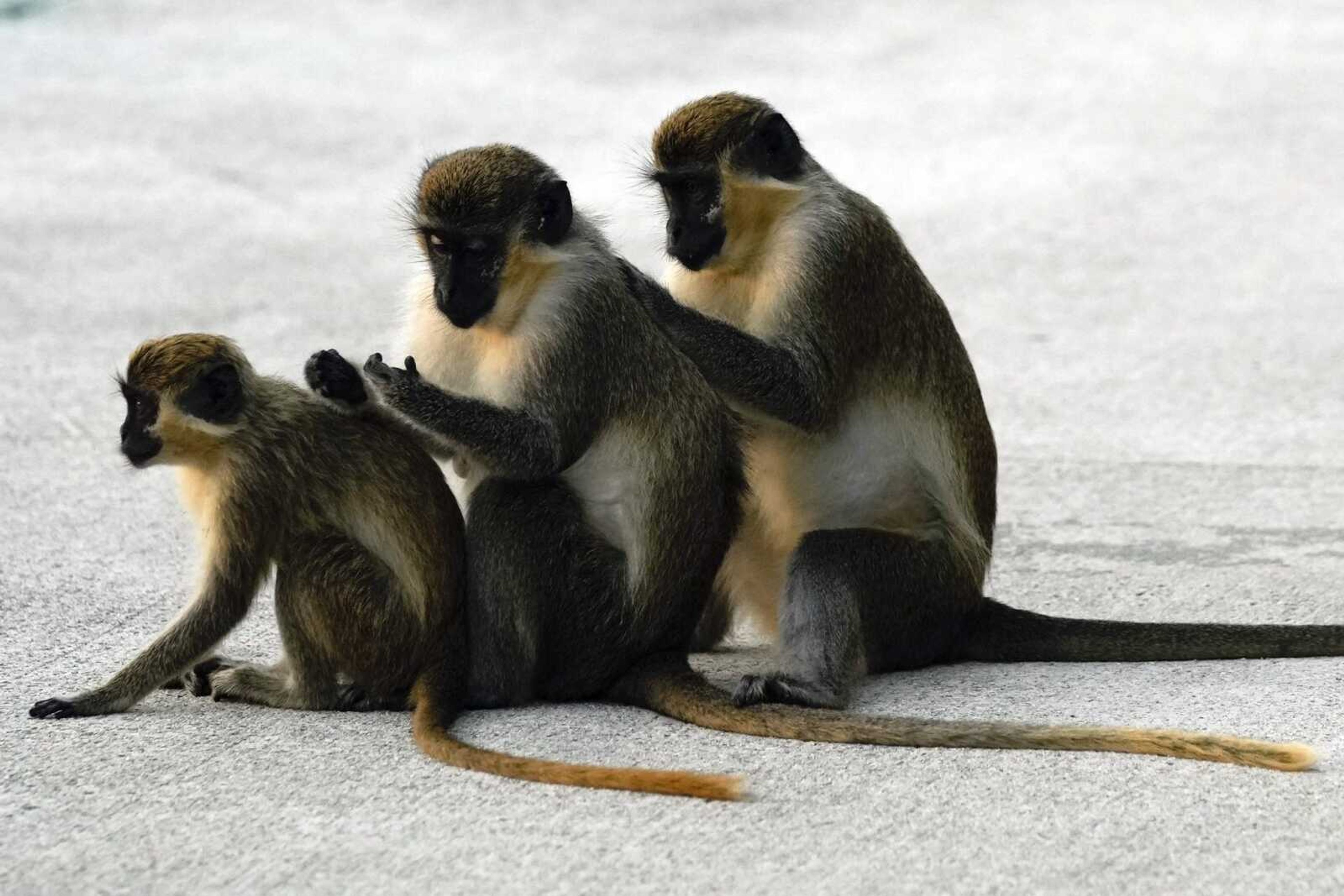 Female vervet monkeys Bella, left, Snow White, center, and Olivia groom each other in the Park 'N Fly airport lot March 1, in Dania Beach, Florida.