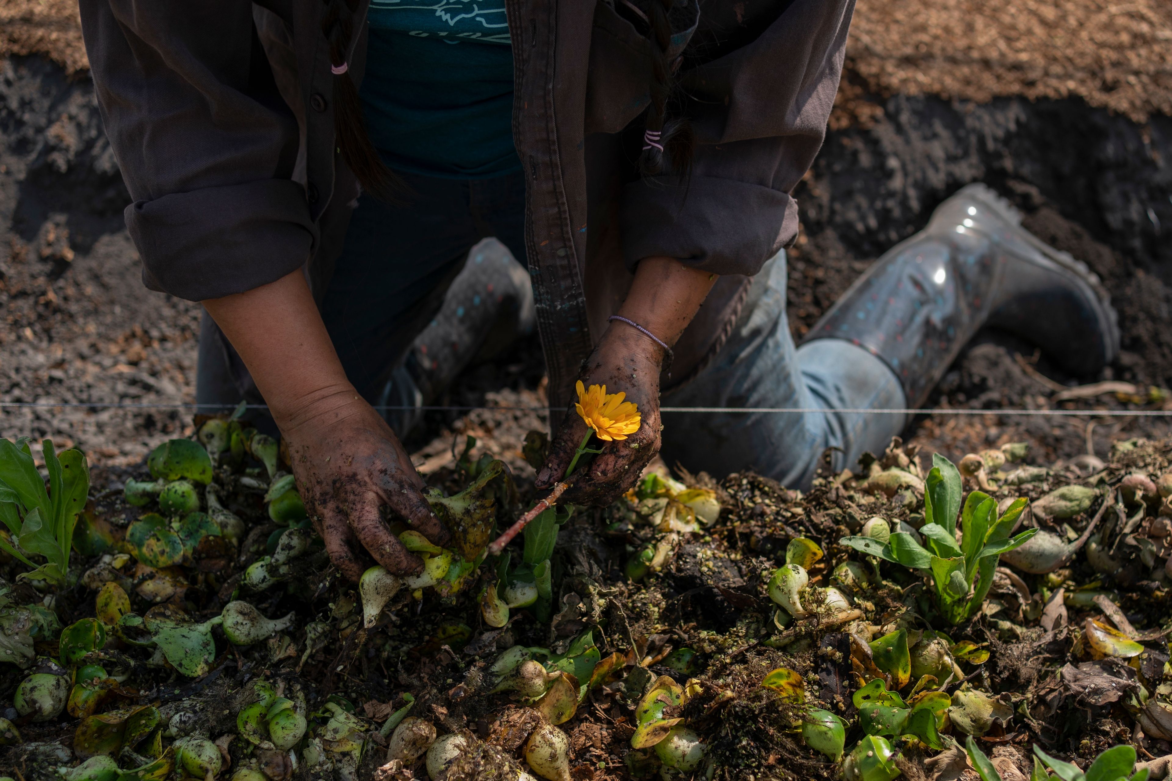 Cassandra Garduno plants flowers in her floating garden in the Xochimilco borough of Mexico City, Tuesday, Oct. 29, 2024. (AP Photo/Felix Marquez)