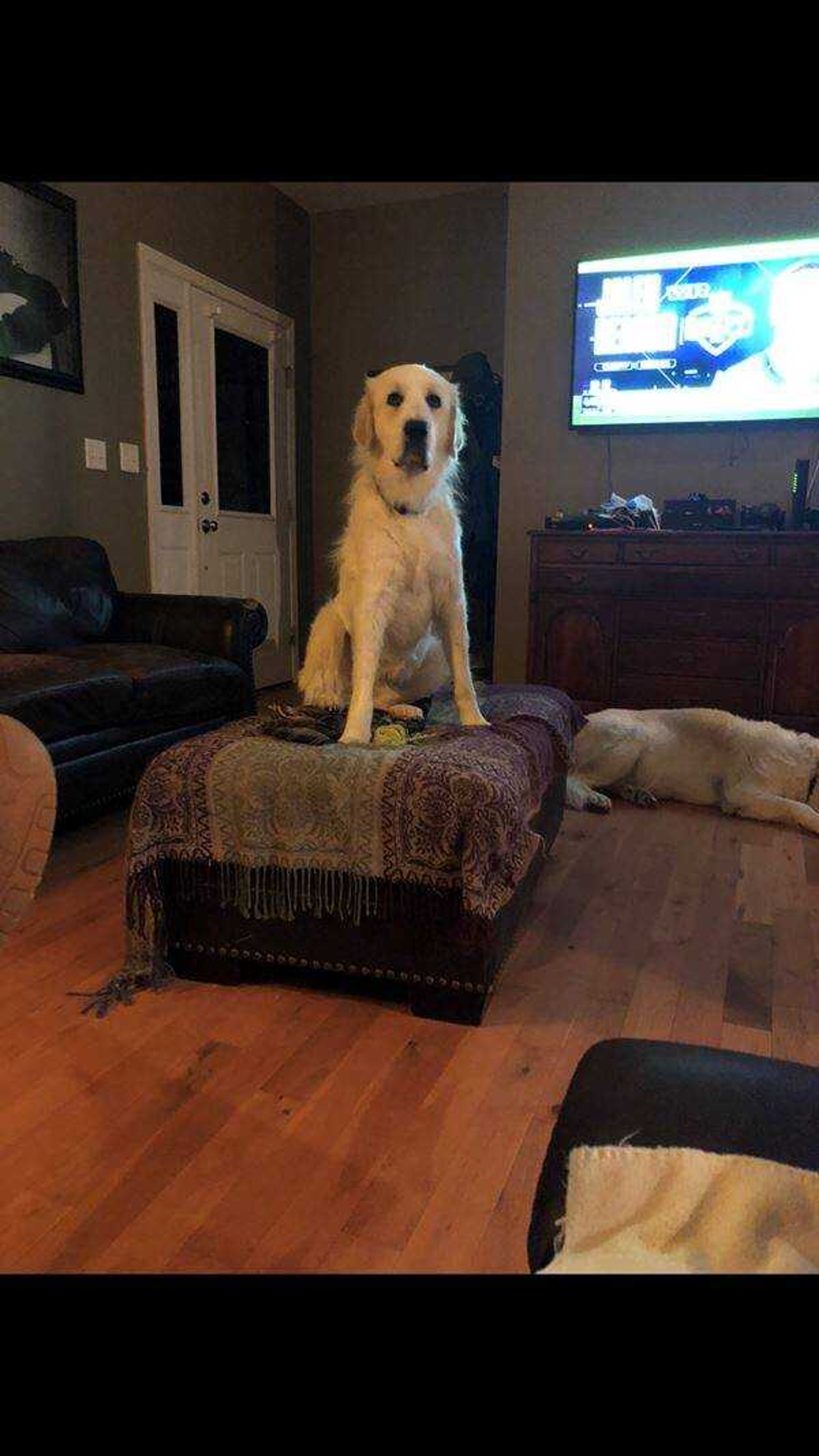 Buddy&nbsp; -&nbsp; What am I not supposed to be up here