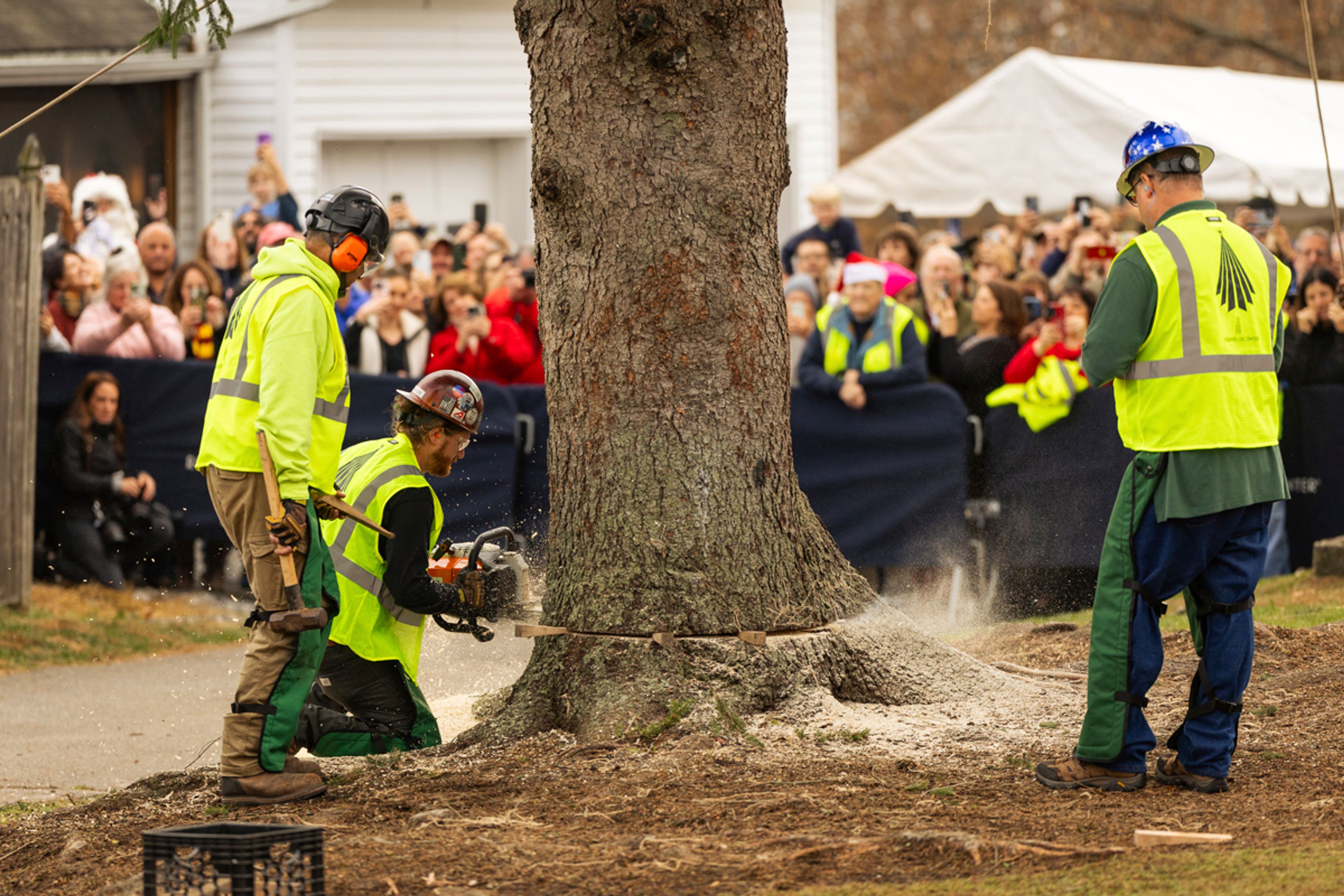 A Norway Spruce that will serve as this year's Rockefeller Center Christmas tree is cut down, Thursday, Nov. 7, 2024 in West Stockbridge, Mass. (AP Photo/Matthew Cavanaugh)