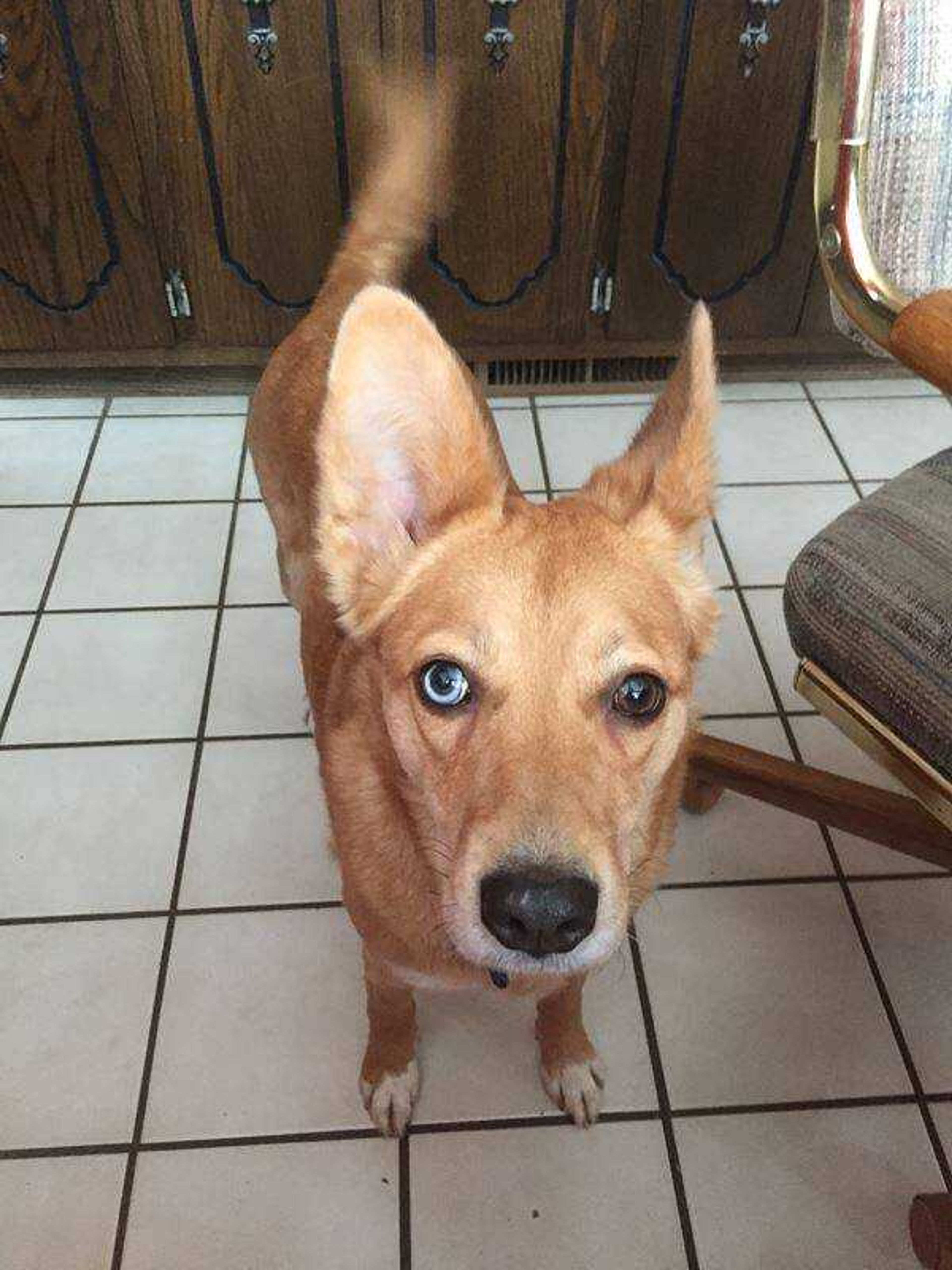 Houston's Eyes - Two different colored eyes. And those ears!!!!!