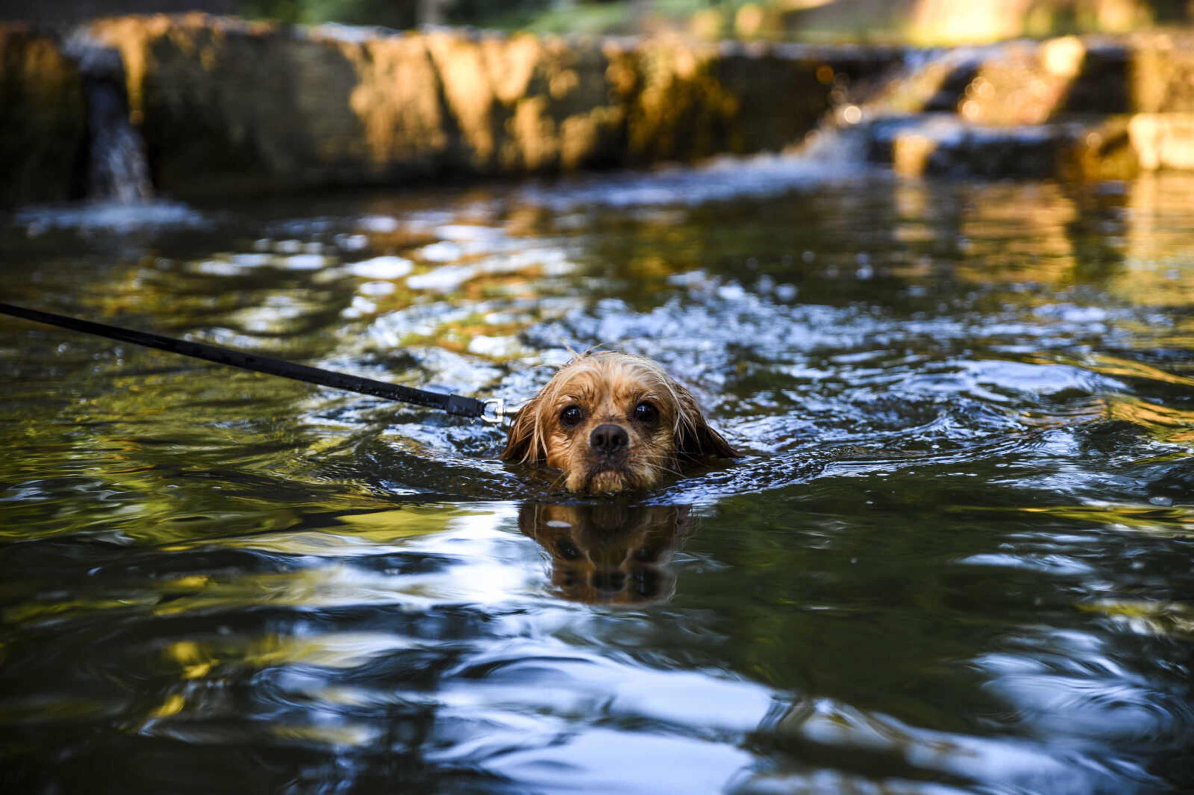 Claire, a one-year-old cockalier, swims in Hubble Creek while leashed by her owner Amanda Bond Thursday, July 5, 2018 in Jackson.