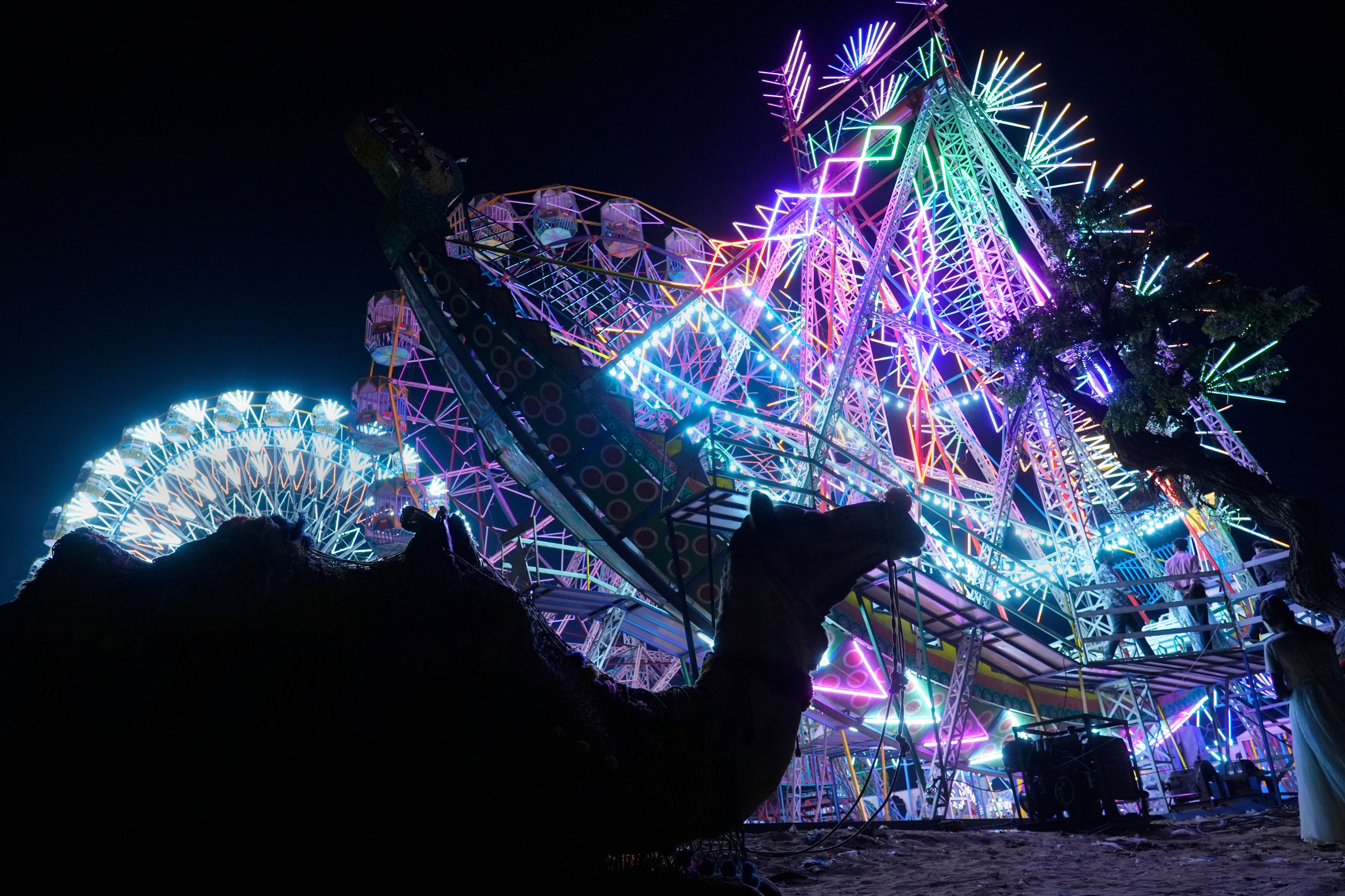 A camel sits silhouetted against a brightly lit Ferris wheel at a camel fair in Pushkar, in the northwestern Indian state of Rajasthan, Sunday, Nov. 10, 2024. (AP Photo/Deepak Sharma)