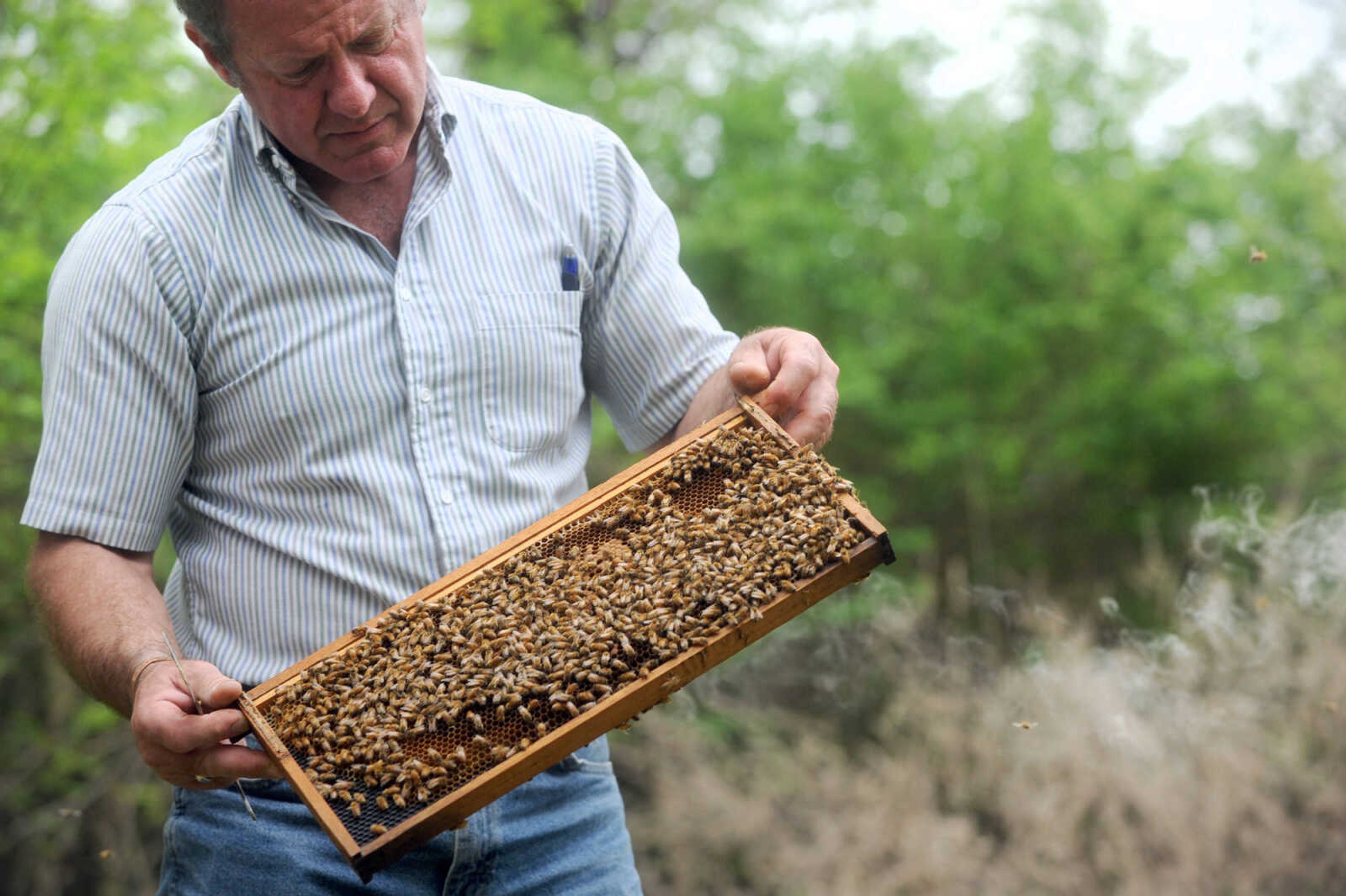 LAURA SIMON ~ lsimon@semissourian.com

Grant Gilliard checks on his beehives in Cape Girardeau County.