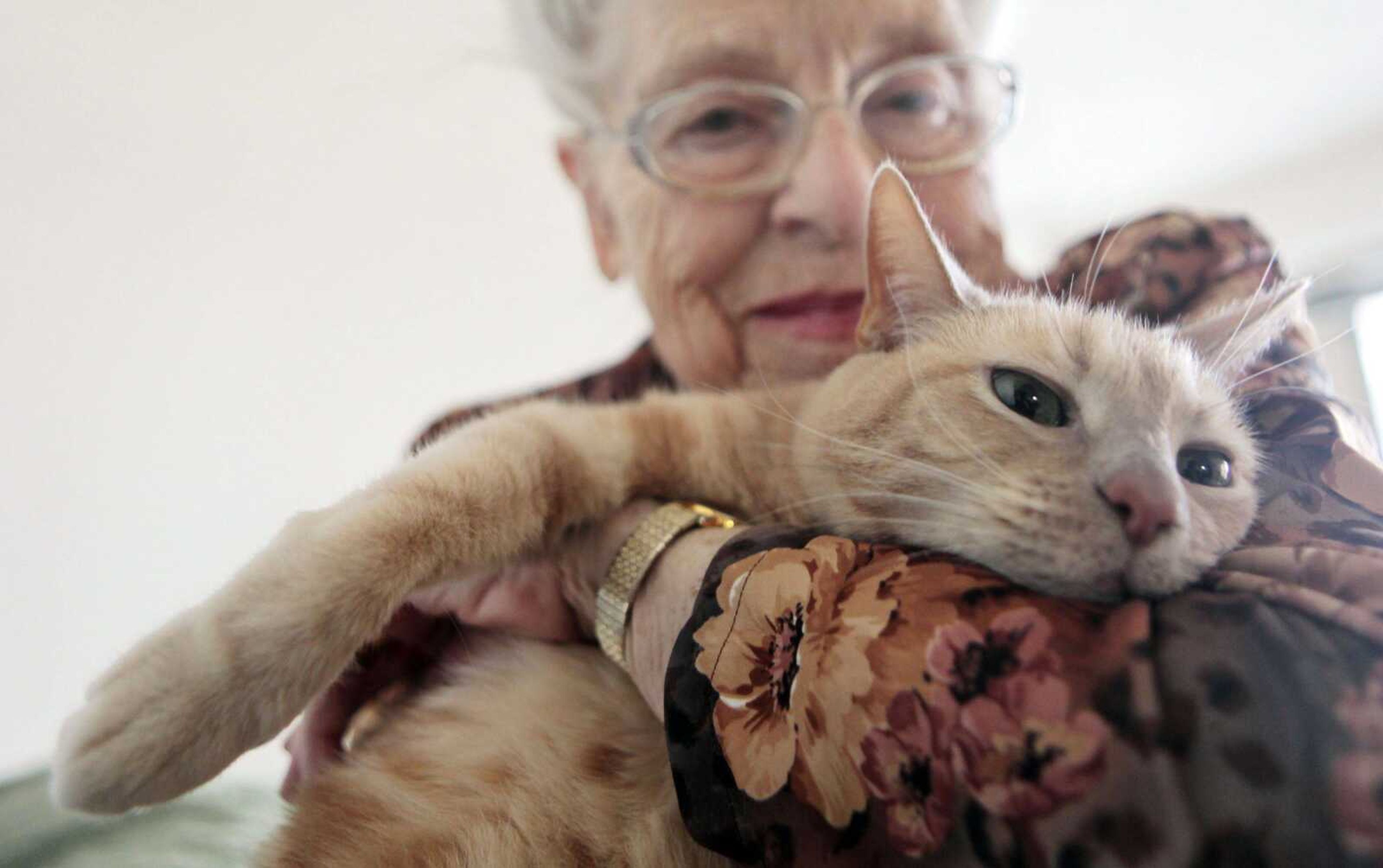 Mary Sullivan holds her cat, Roger, at her apartment in Chicago. When Sullivan adopted Roger about seven years ago, one of the conditions was no declawing. (Kiichiro Sato ~ Associated Press)