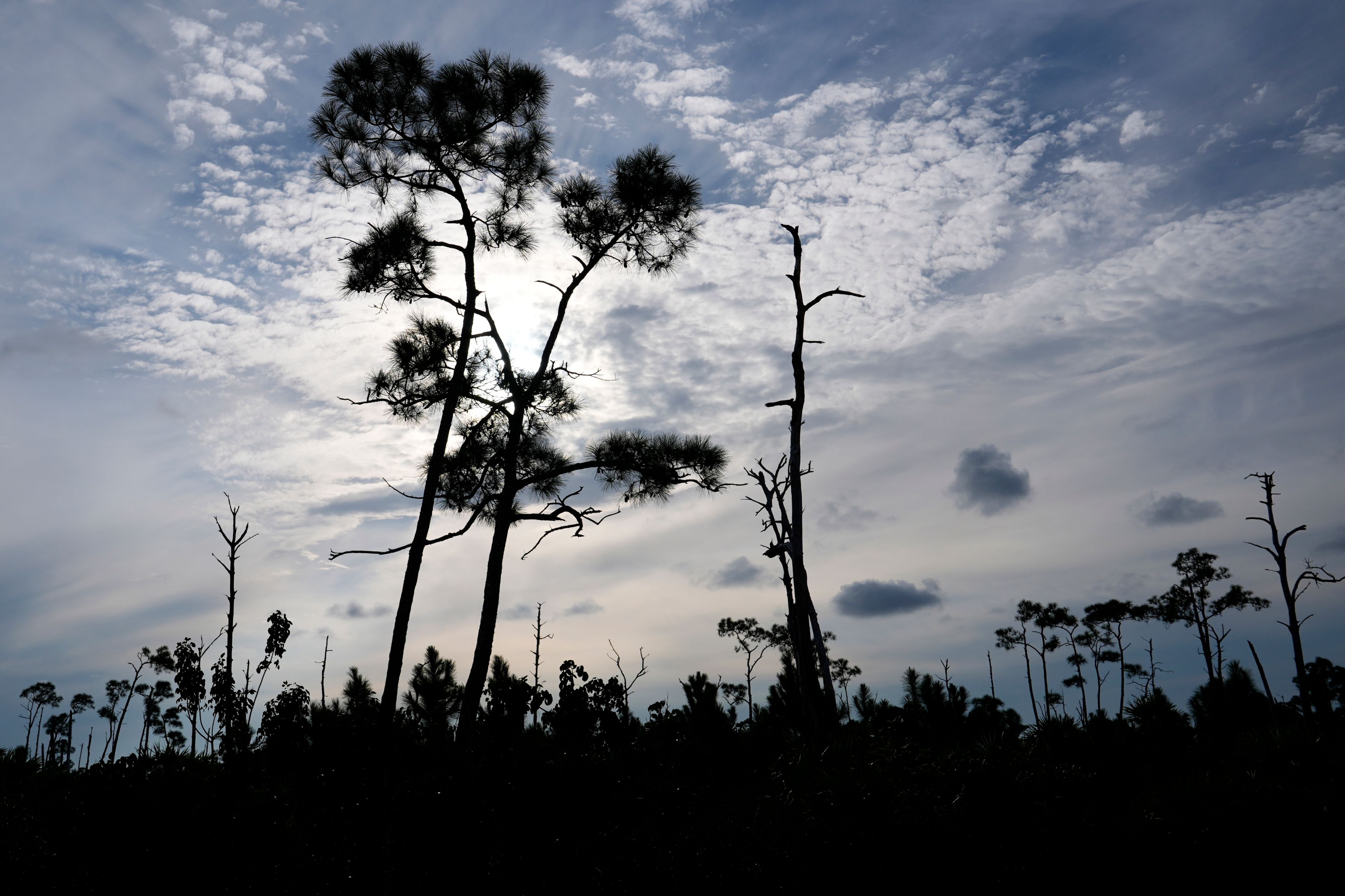 Pine trees, which have lost their needles, stand in the habitat of the Key Deer, the smallest subspecies of the white-tailed deer that have thrived in the piney and marshy wetlands of the Florida Keys, Wednesday, Oct. 16, 2024, in Big Pine Key, Fla. (AP Photo/Lynne Sladky)