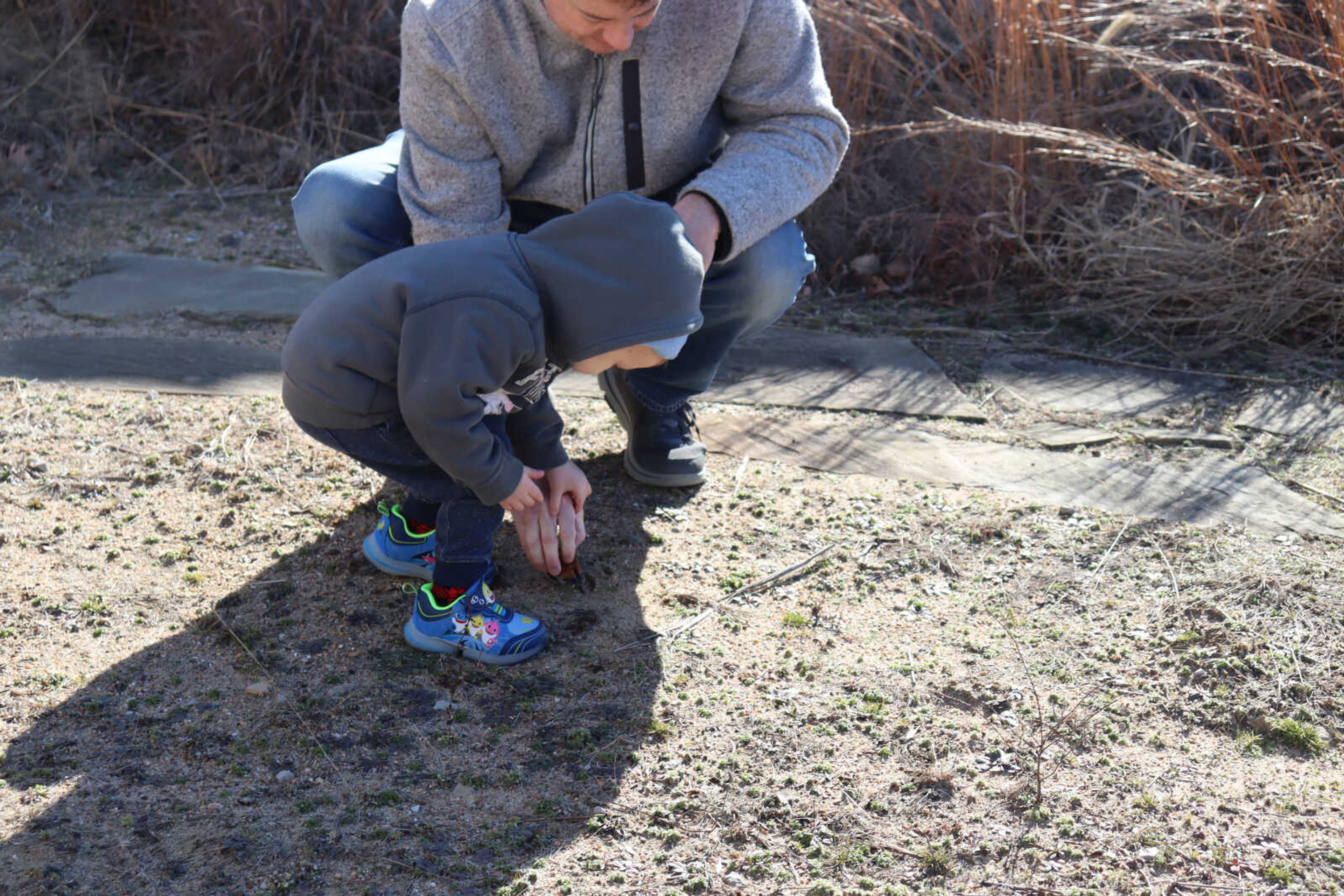 A father and his child, Reid, trying to make a paw track in the sand pin right outside of&nbsp; the Cape conservation center.