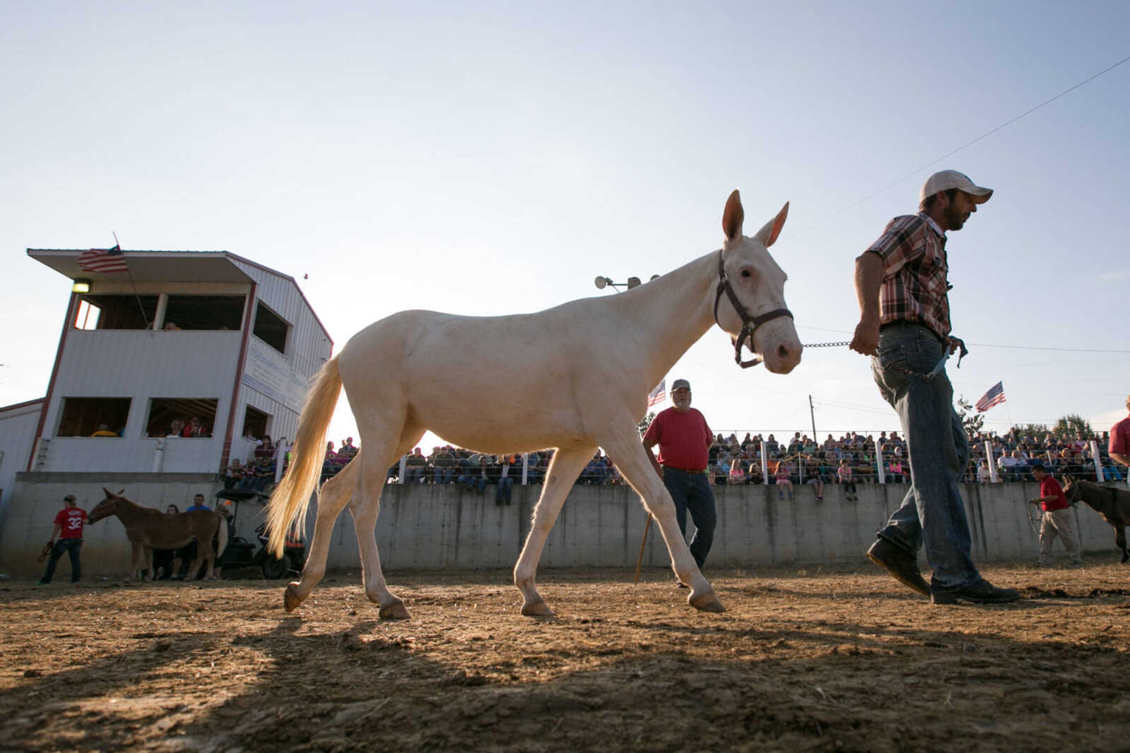 GLENN LANDBERG ~ glandberg@semissourian.com

Jimmy Long walks with Mackenzie to attempt a jump during the mule-jumping contest at the East Perry Community Fair Saturday, Sept. 26, 2015 in Altenburg, Missouri.