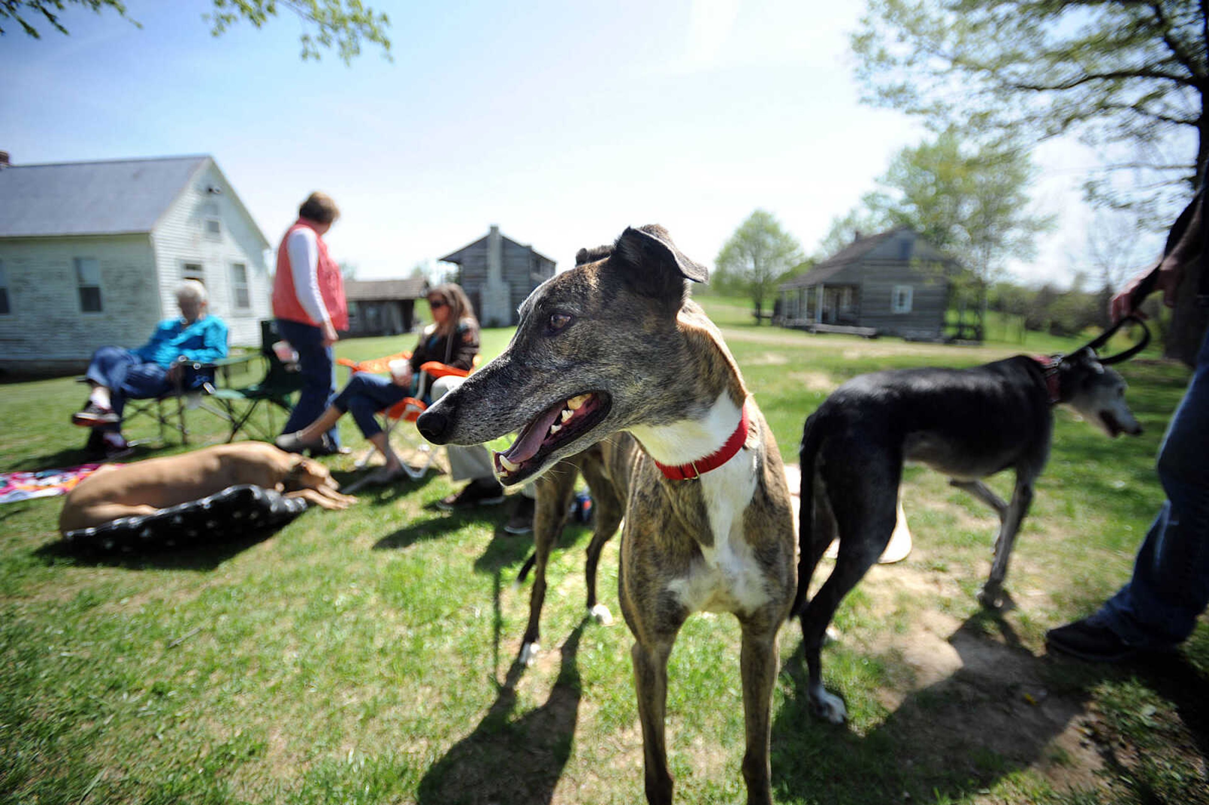 LAURA SIMON ~ lsimon@semissourian.com

Ben the Greyhound takes in the other Greyhounds and visitors Sunday, April 21, 2013 at Saxon Lutheran Memorial in Frohna, Mo. Around 20 adopted Greyhounds and their owners gathered at the memorial to give visitors a chance to get to know the breed. Greyhound Pets of America is a national adoption agency that works to find homes for retired racing Greyhounds. For more information on adopting visit the local GPA website, www.gpacapemo.org