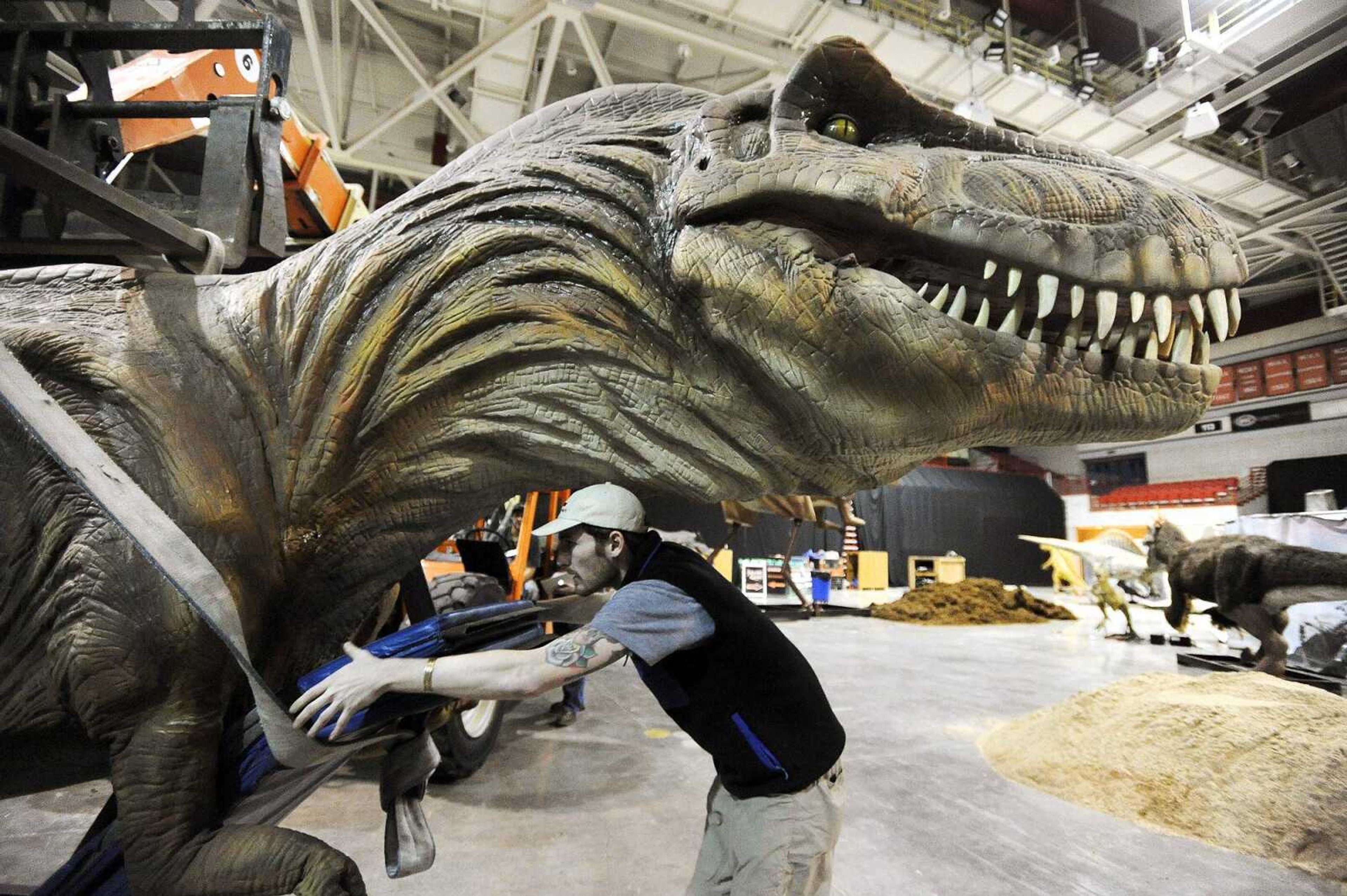 Samuel McMahan cushions the harness around the model Tyrannosaurus rex before it is hoisted in the air to attach the legs to the base Jan. 8, 2016, in preparation for the Jurassic Quest show at the Show Me Center. Jurassic Quest features more than 80 animatronic dinosaurs and events. The show runs from 3 to 8 p.m. today, from 9 a.m. to 8 p.m. Saturday and from 9 a.m. to 7 p.m. Sunday.